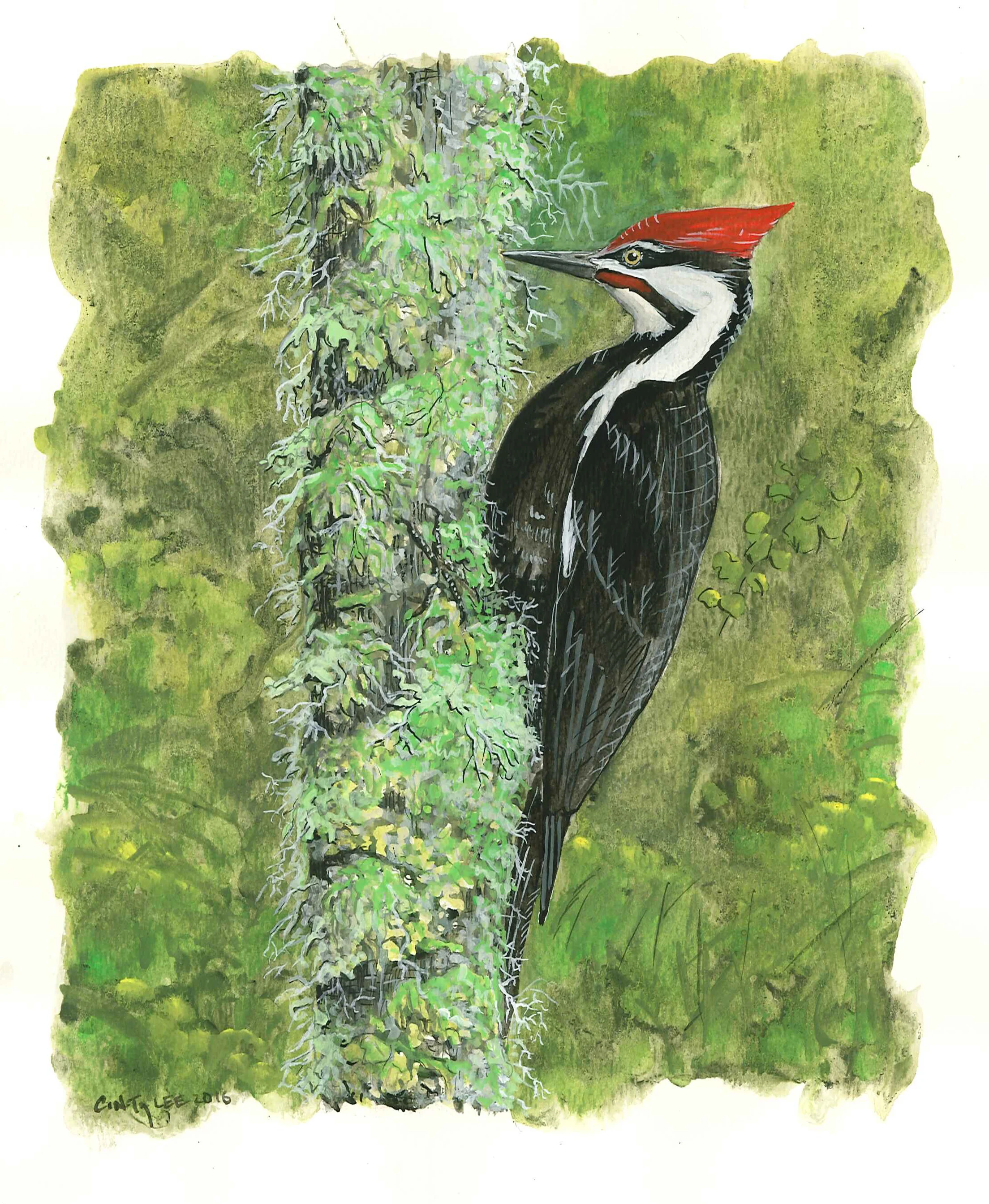 Pileated Woodpecker