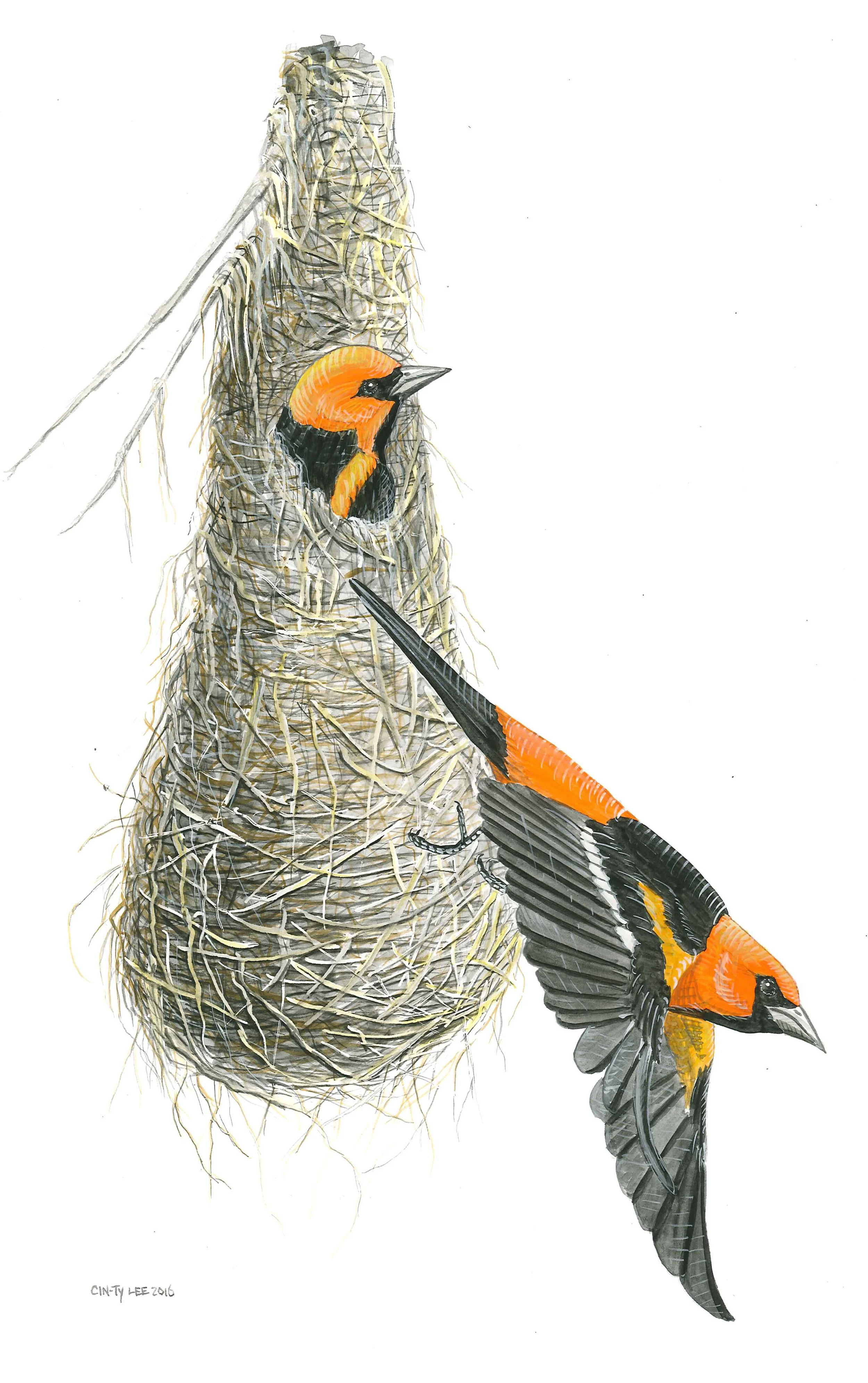 Altamira Orioles and nest