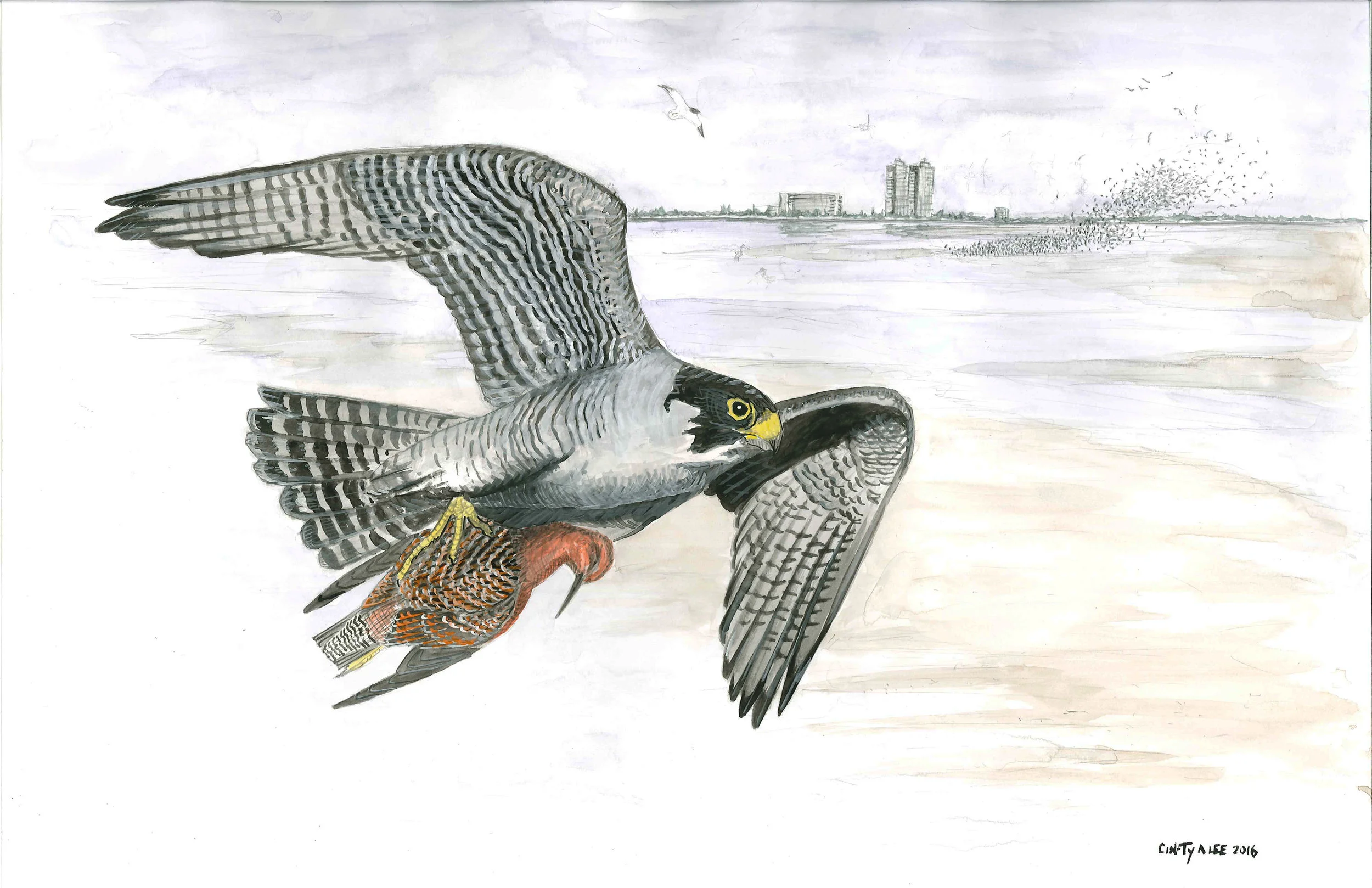Peregrine Falcon