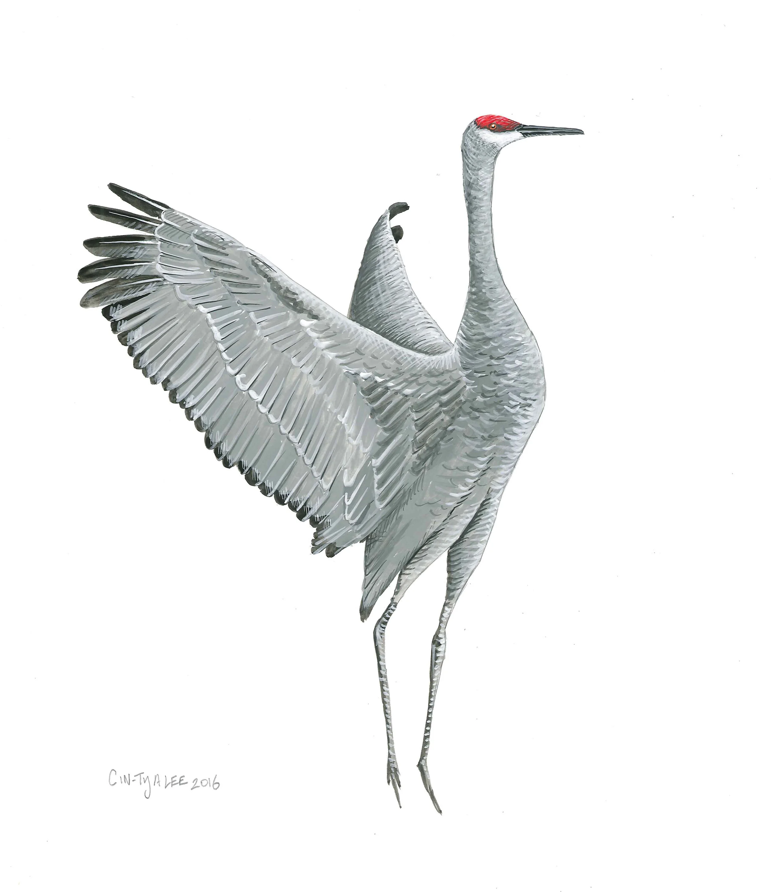 SandhillCrane.jpg