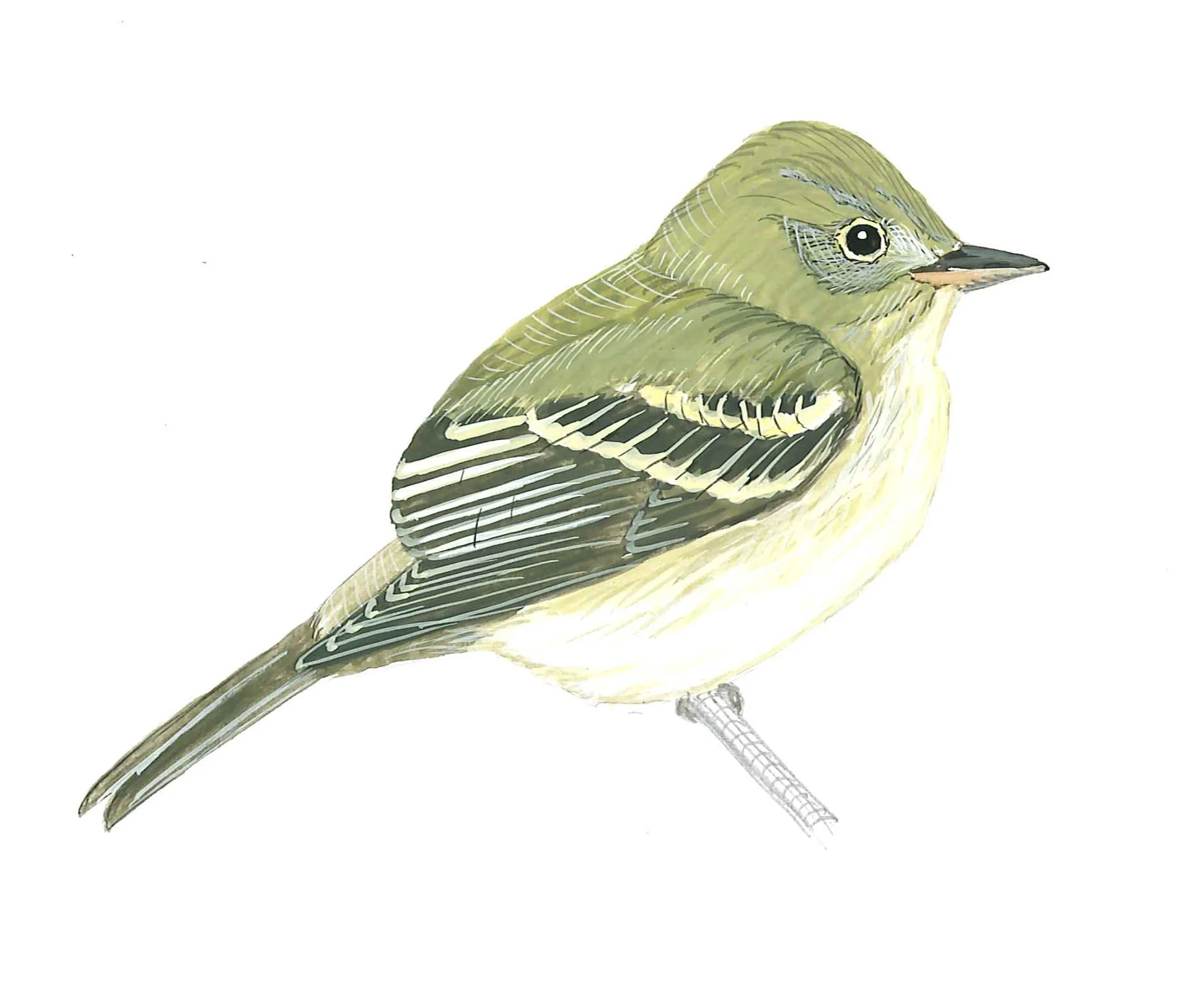 Acadian Flycatcher