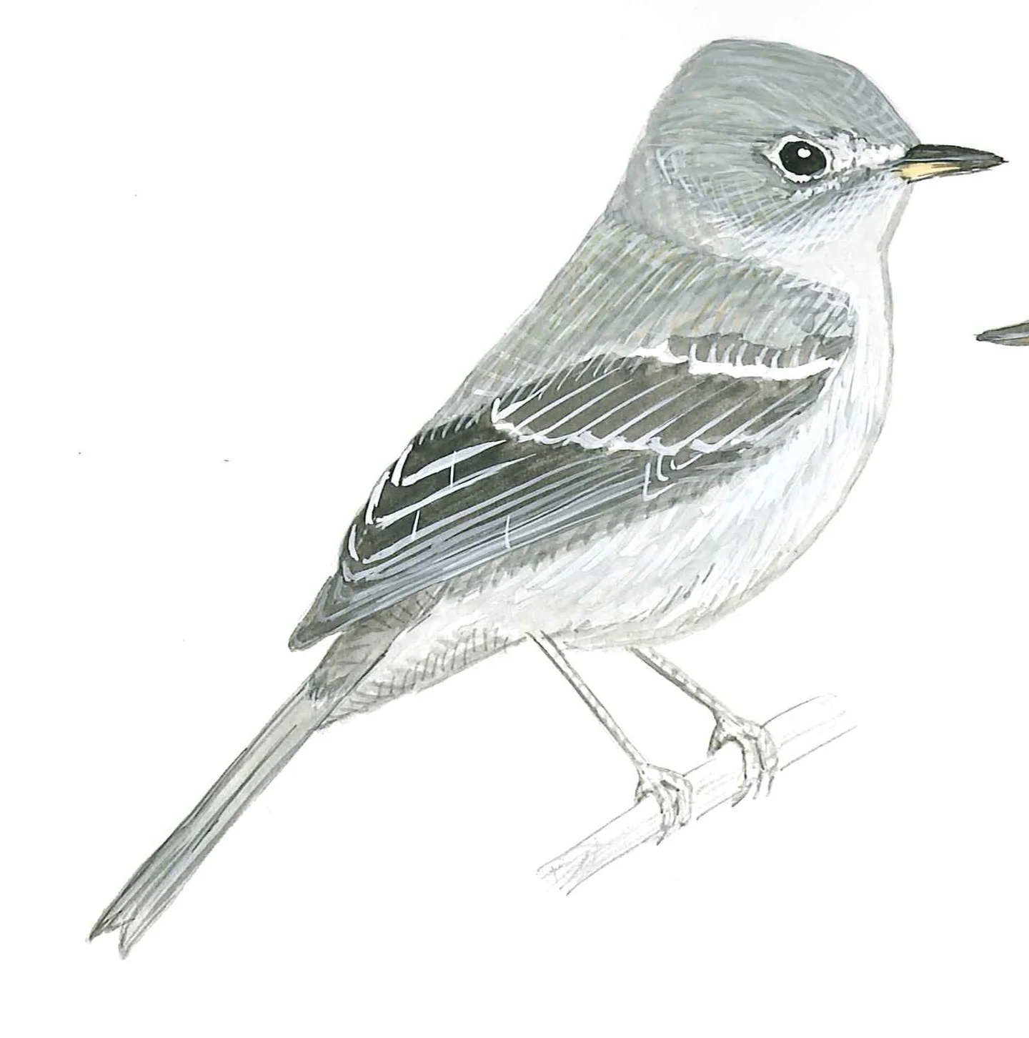 Gray Flycatcher