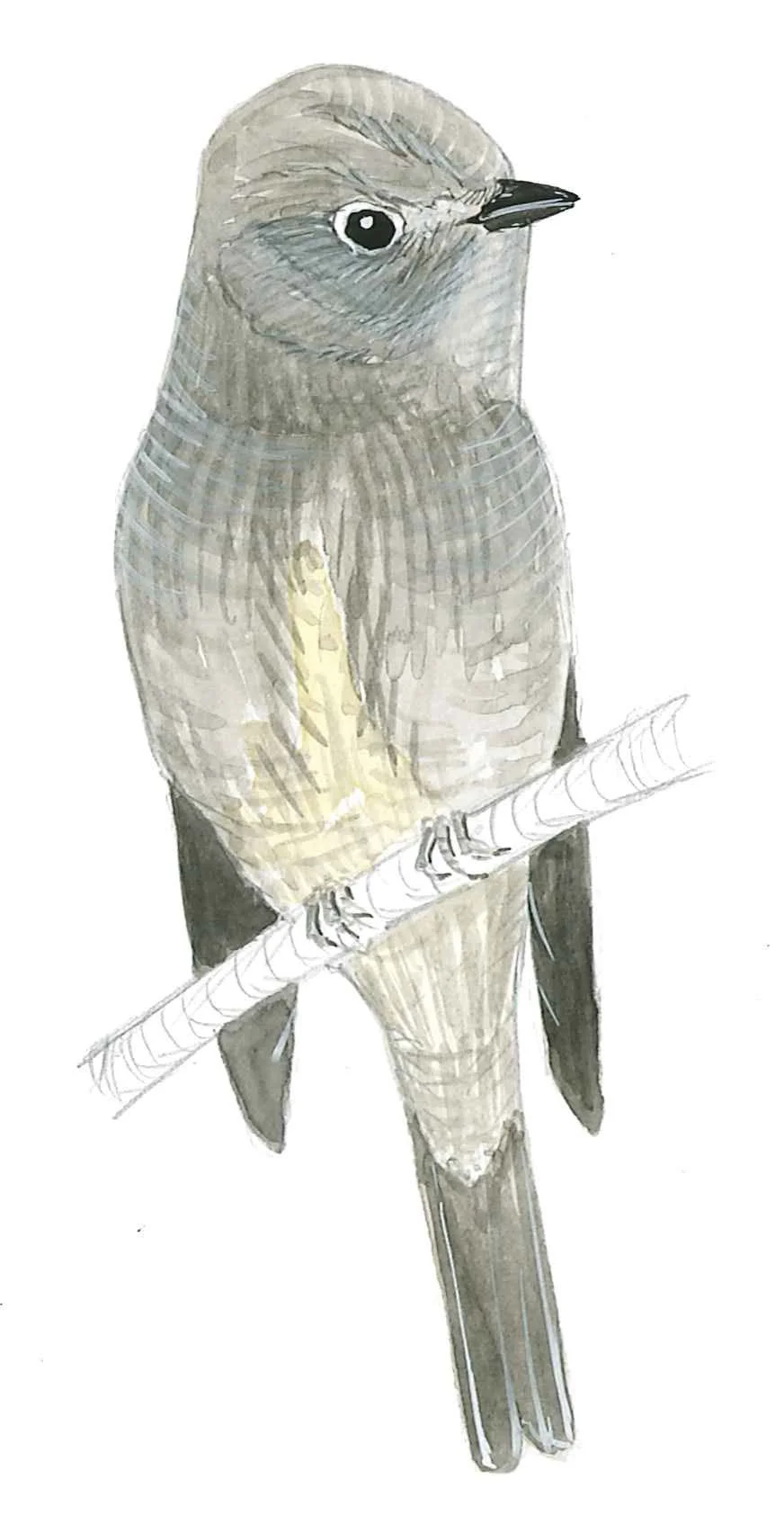 Hammond's Flycatcher