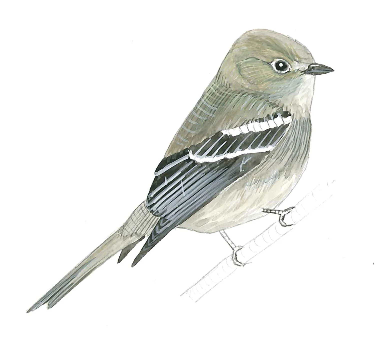 Hammond's Flycatcher
