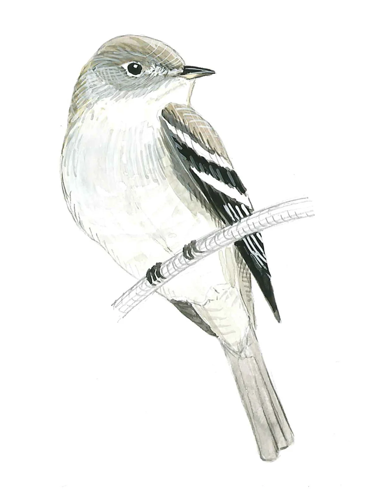 Hammond's Flycatcher