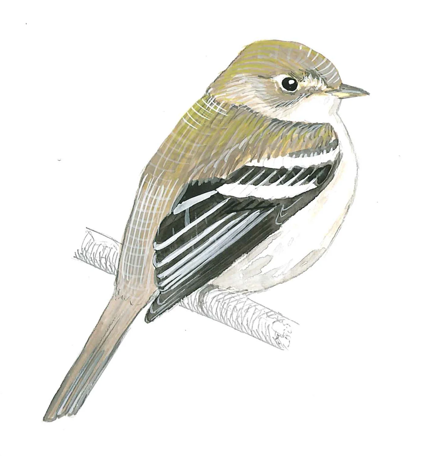 Least Flycatcher