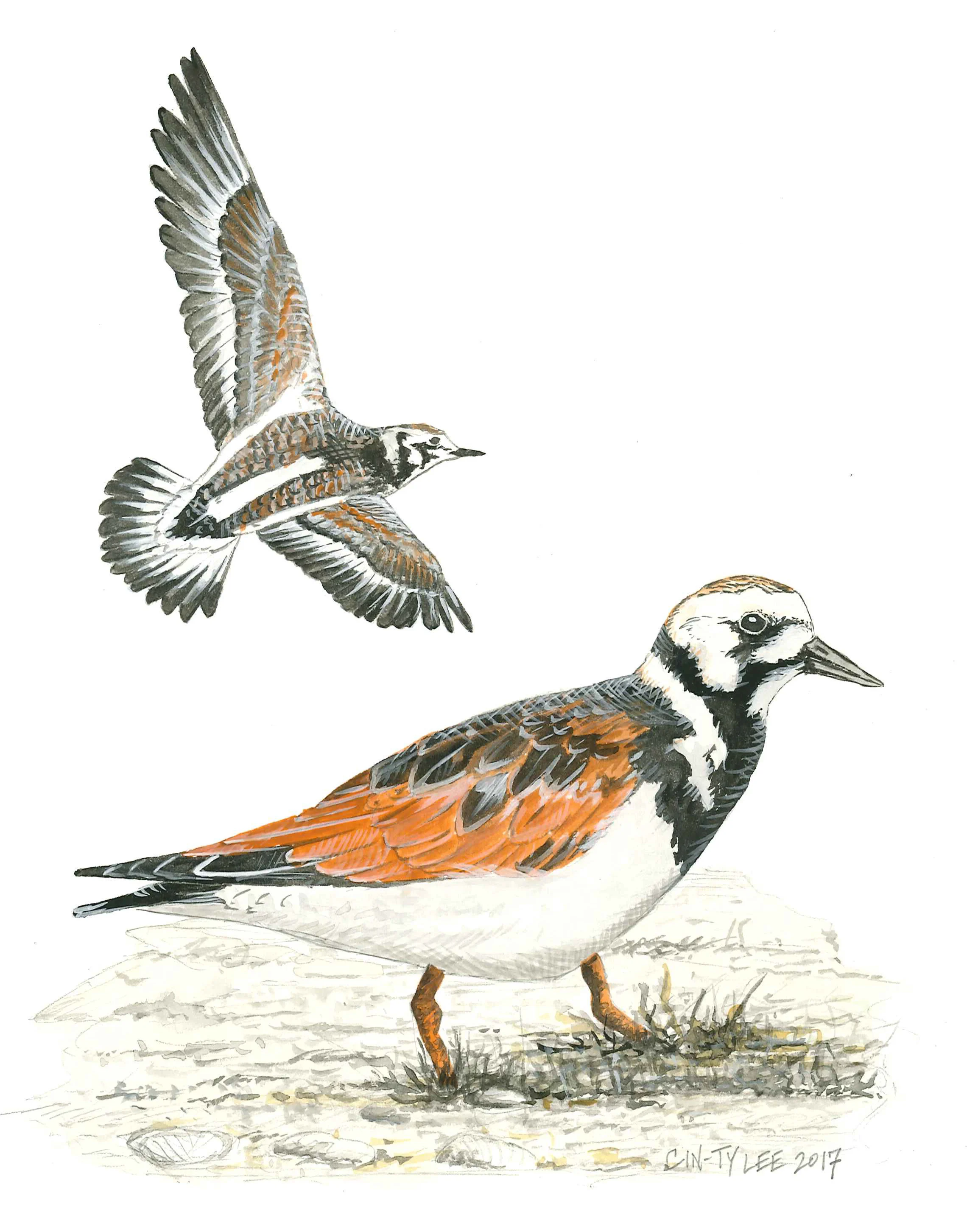 RuddyTurnstone.jpg