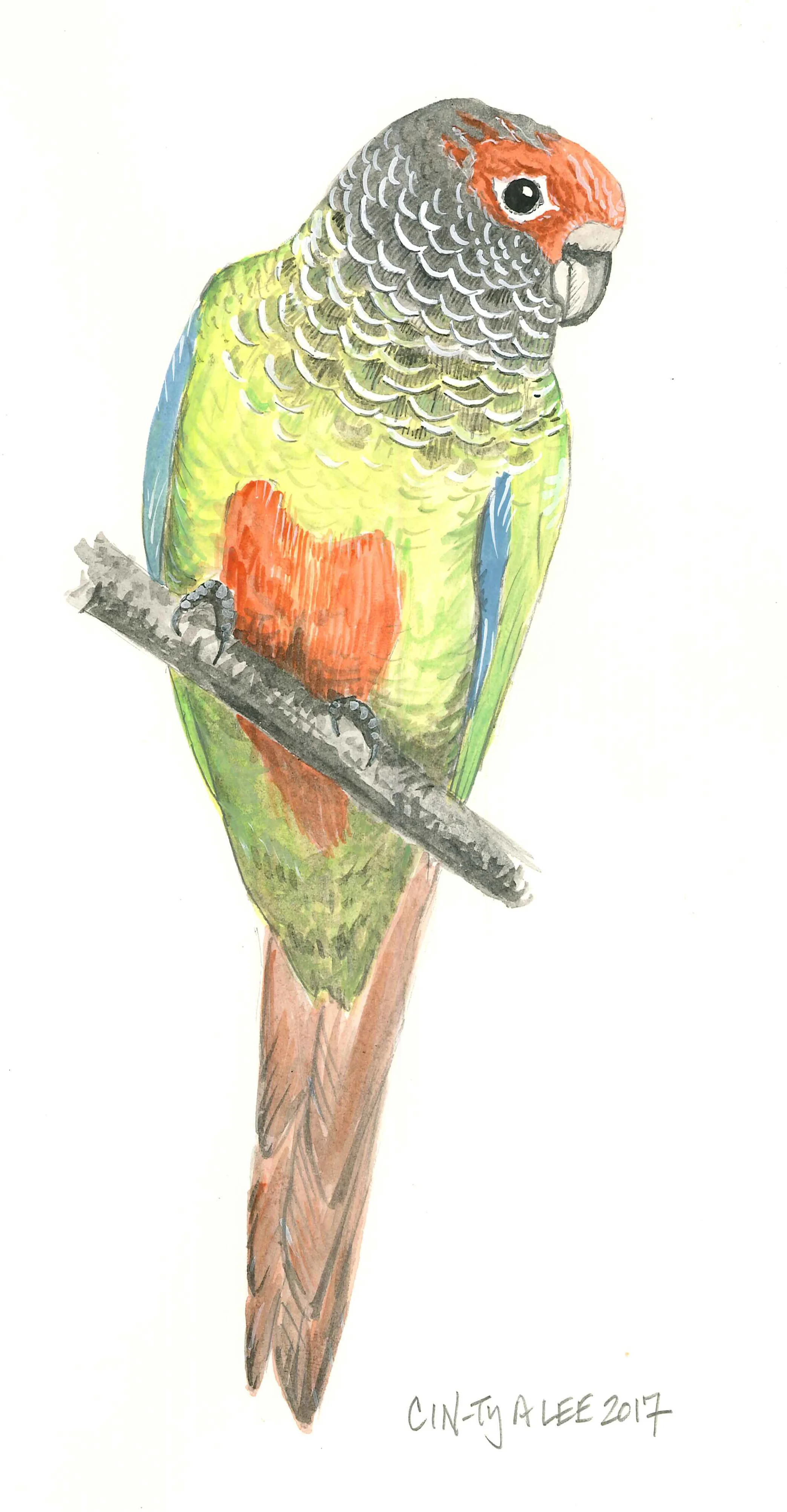RosyfrontedConure.jpg