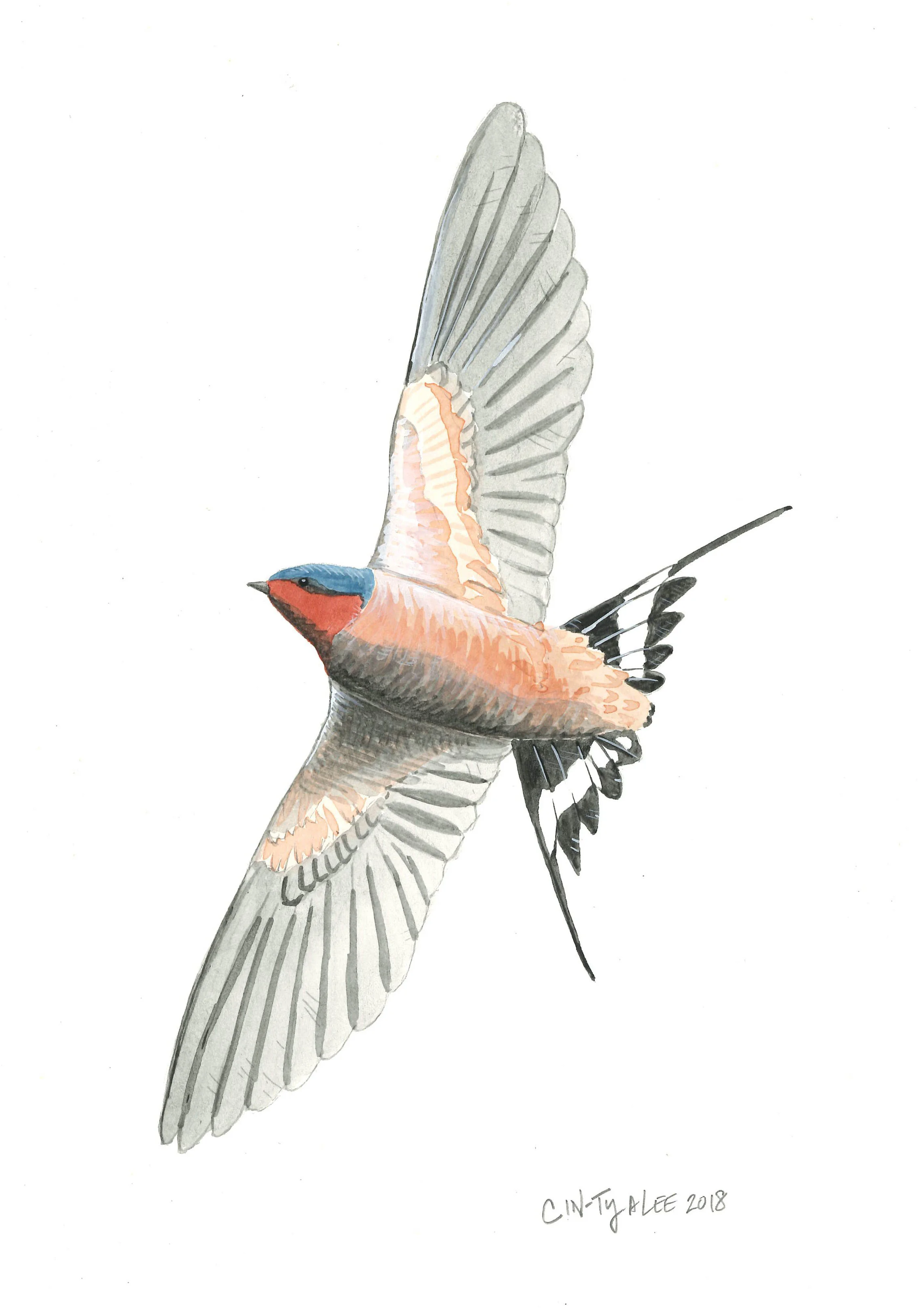 BarnSwallow2018.jpg