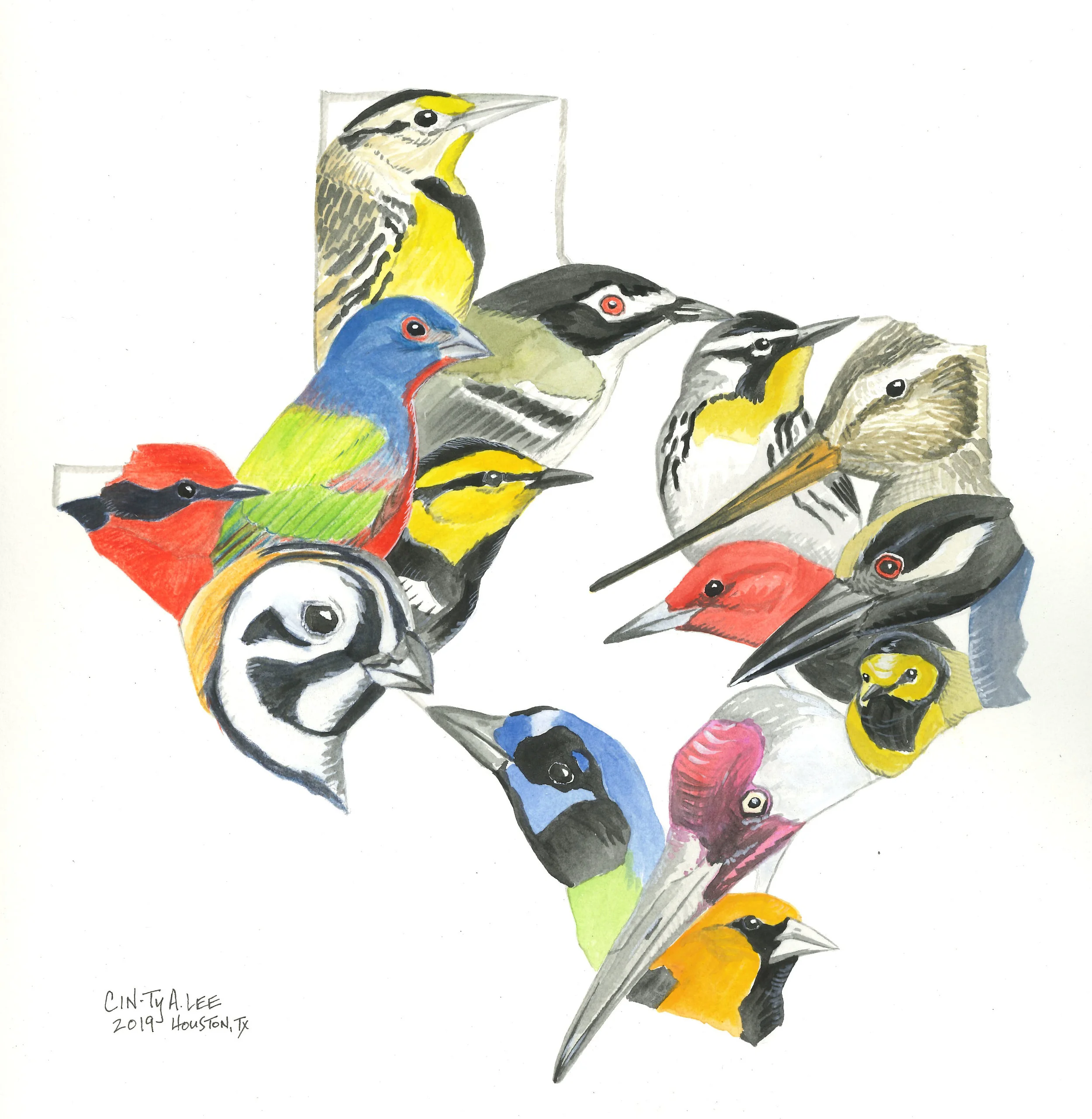 Texas Birds