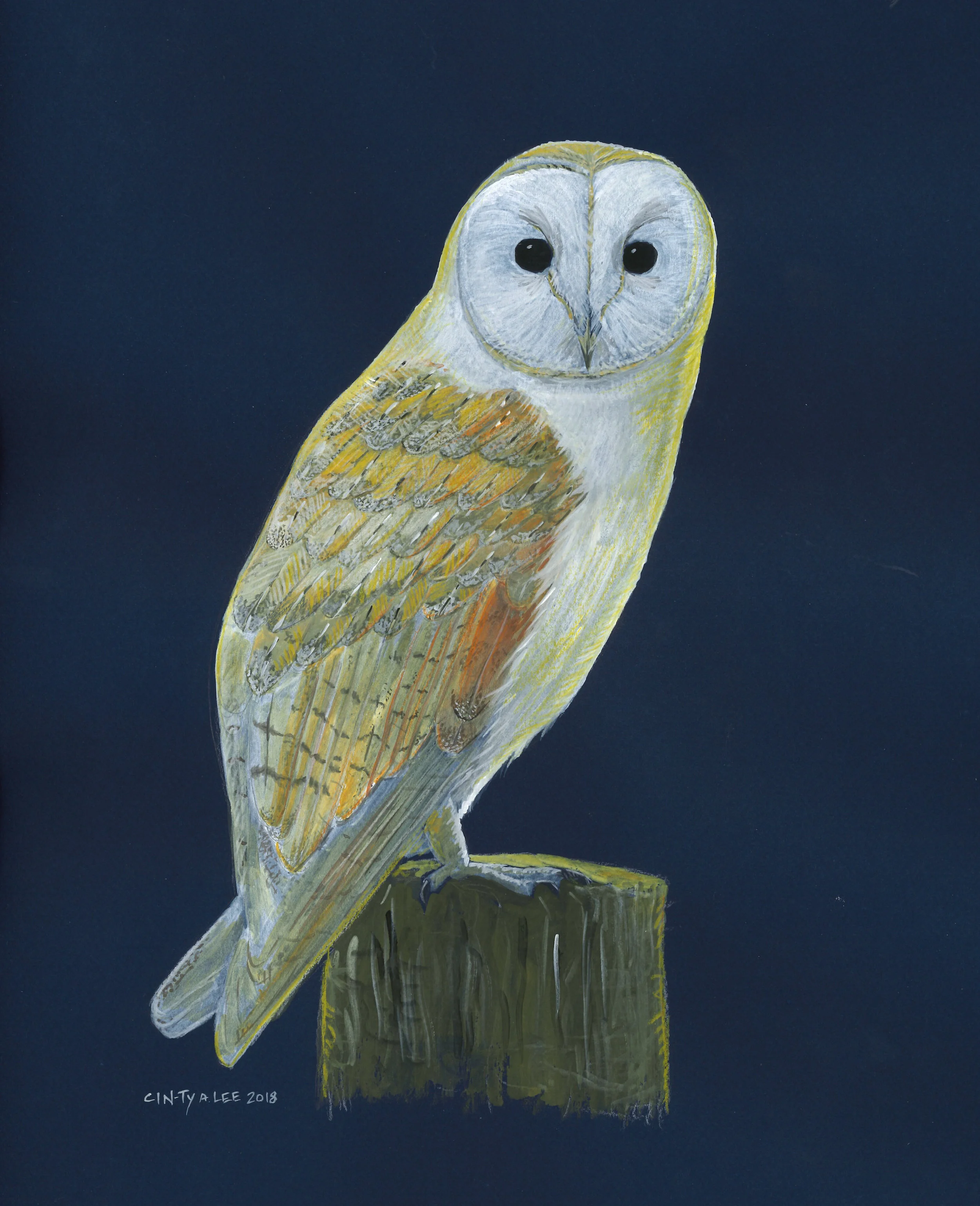 Barn Owl