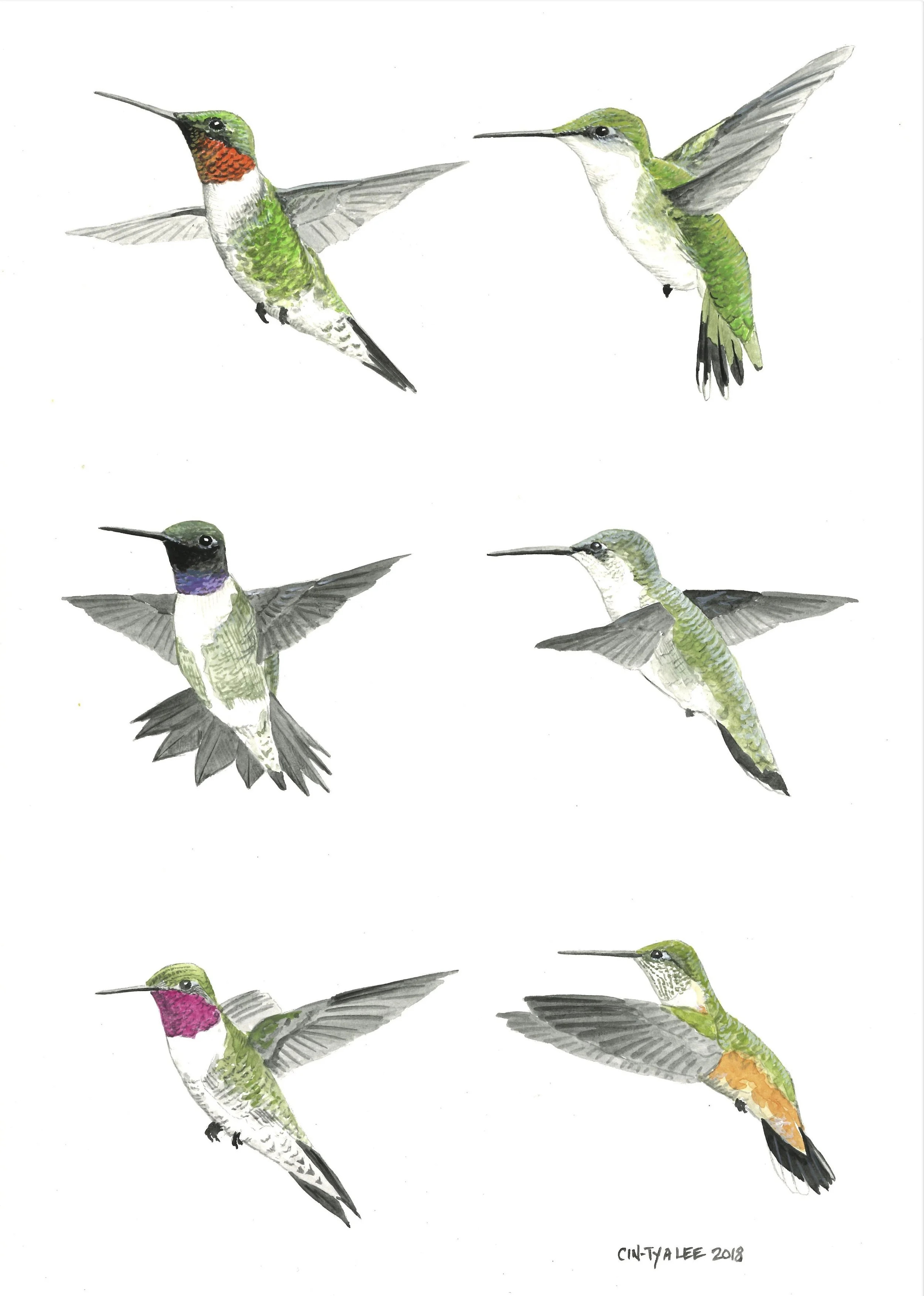 Hummingbirds