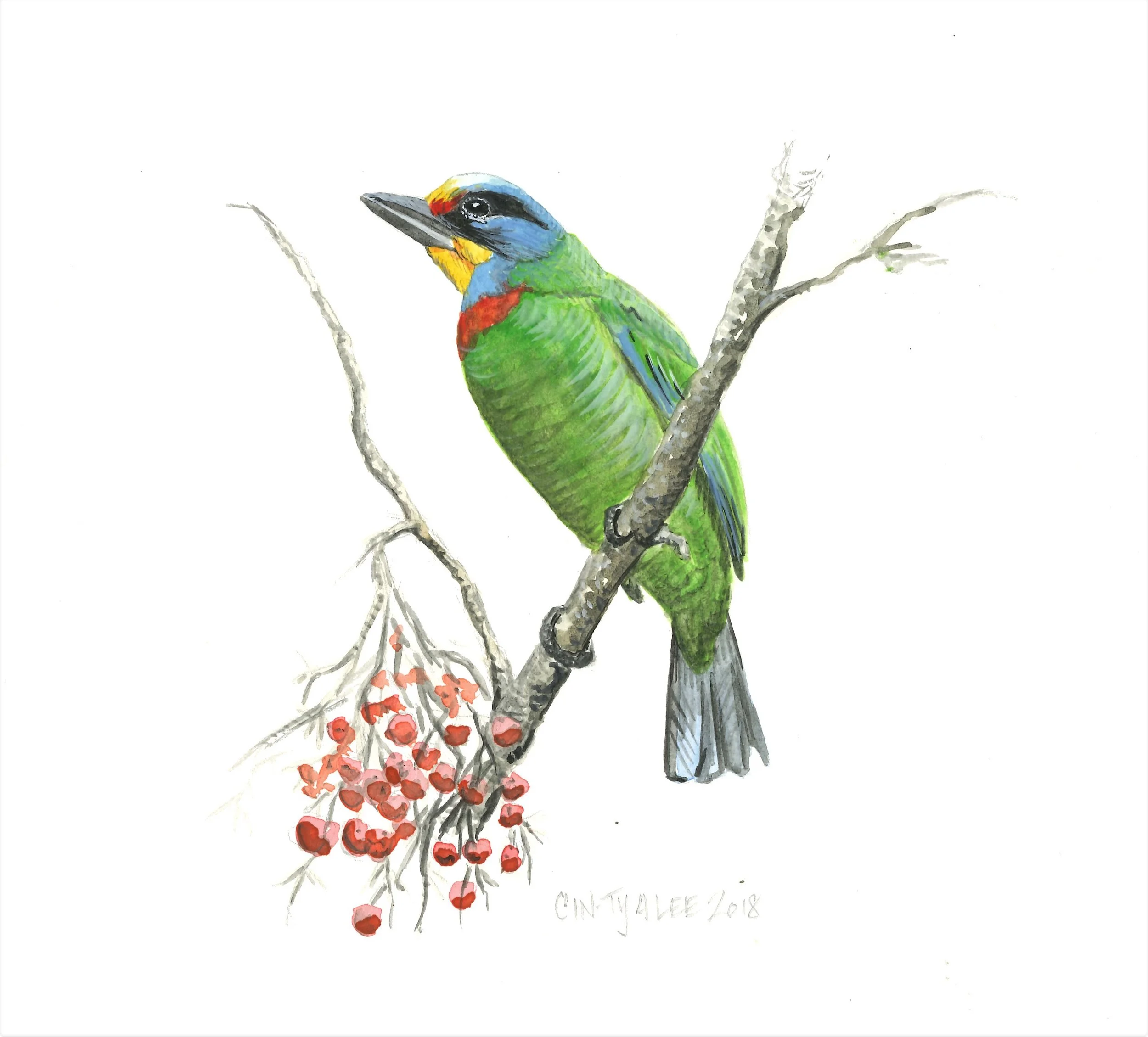 Taiwan Barbet