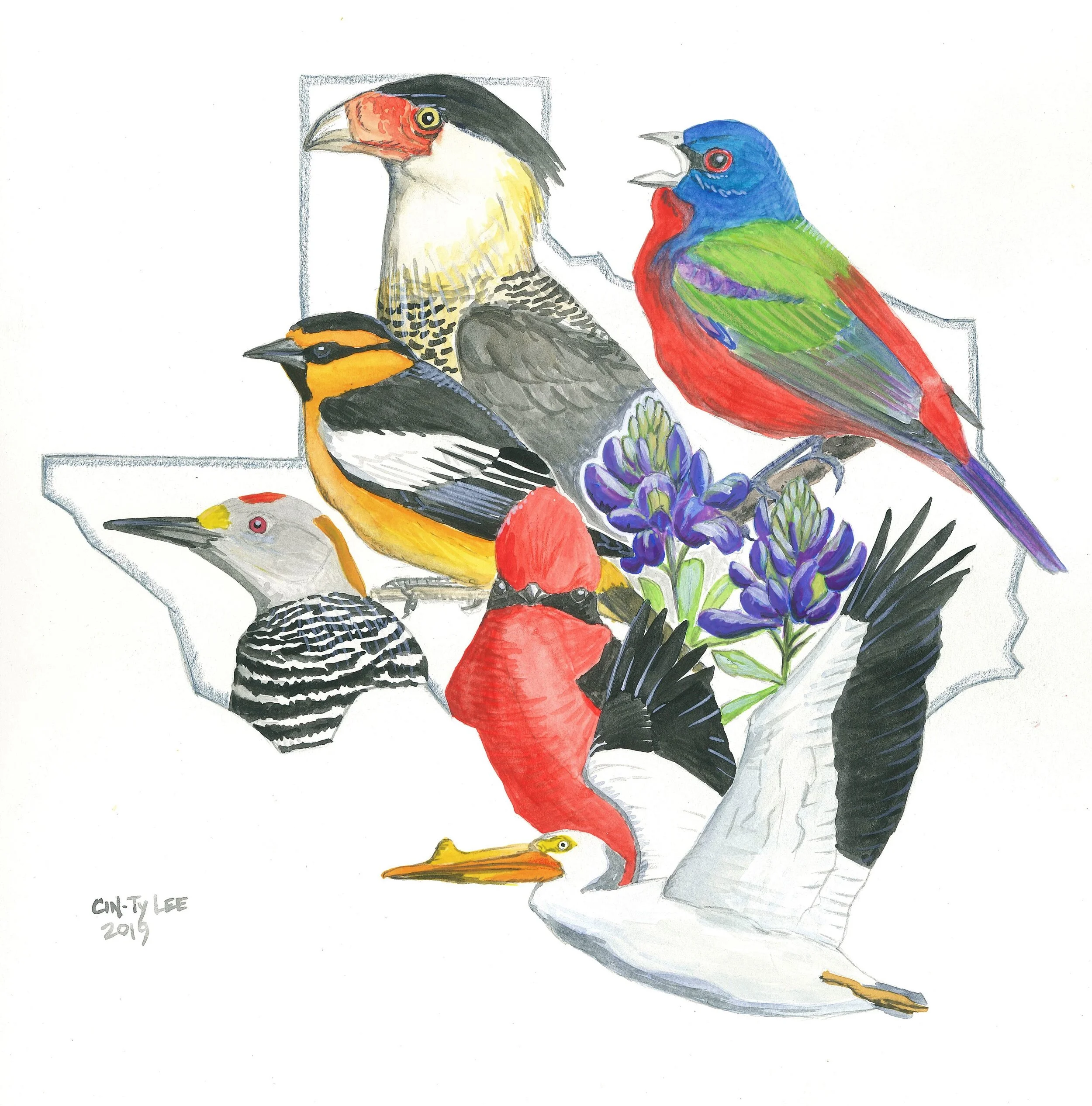 Central Texas birds