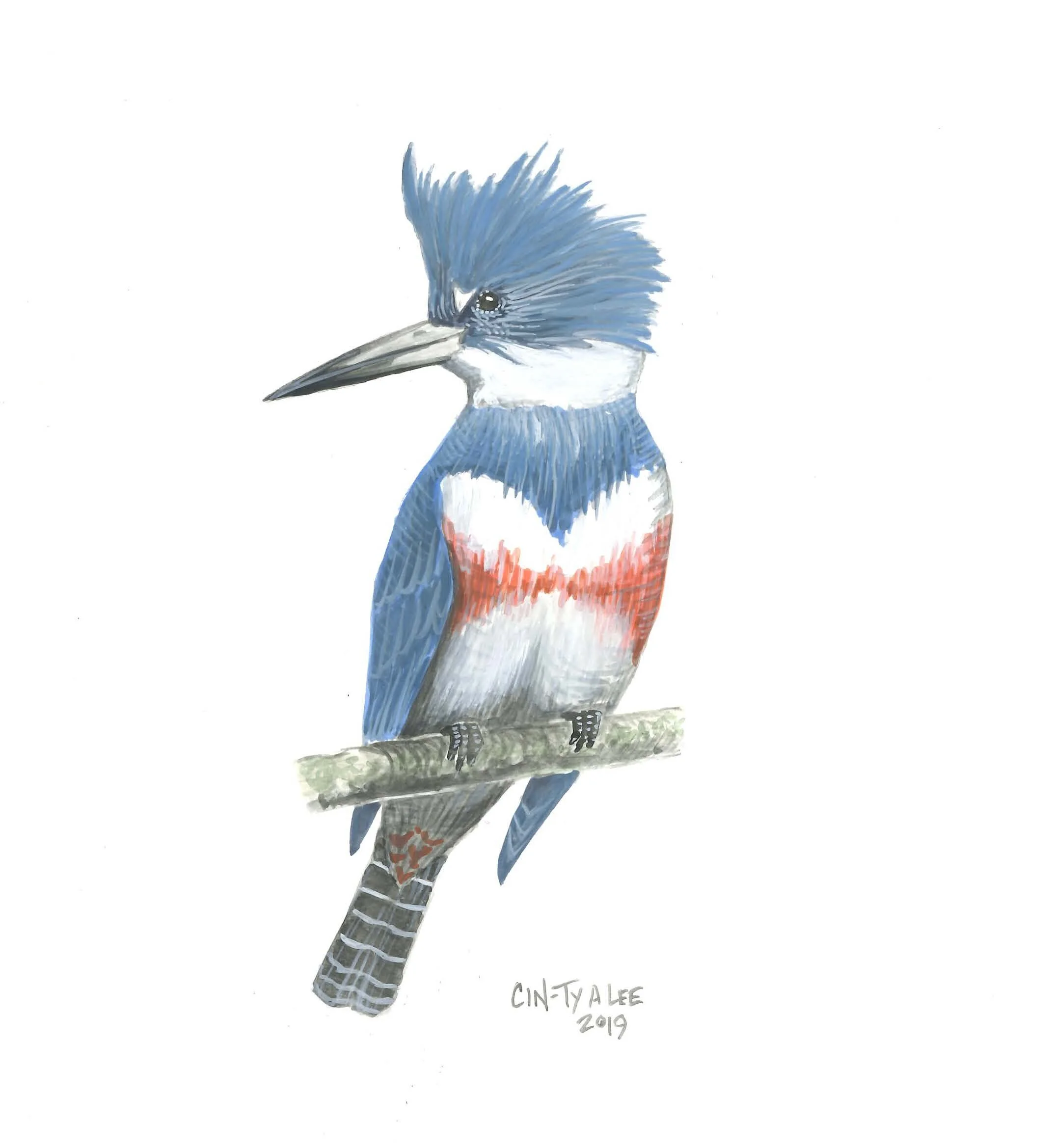 Belted Kingfisher, 2019