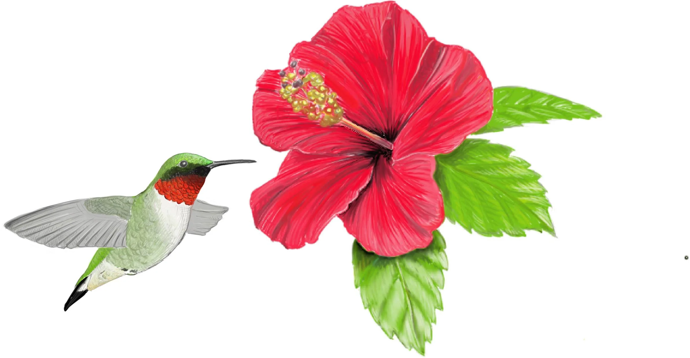 HummingbirdHibiscus.jpg