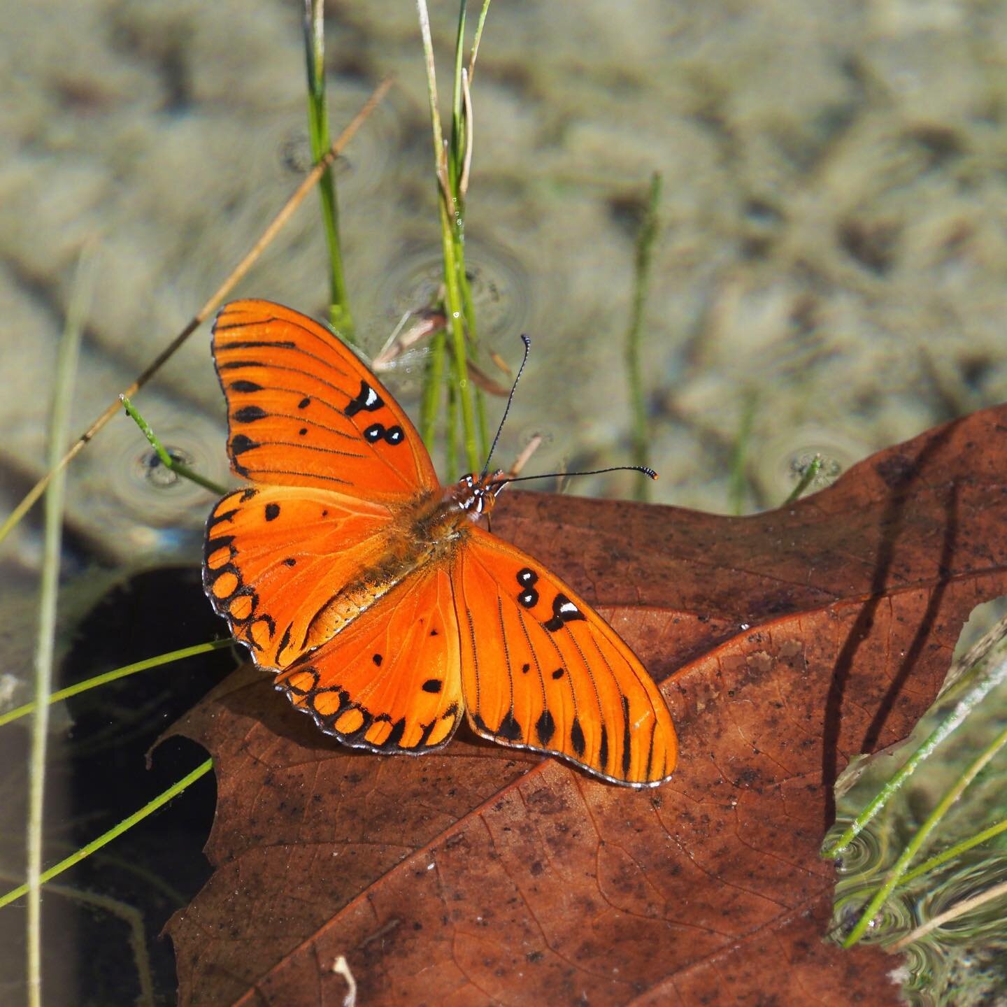 Gulf Fritillary near Utopia, TX in the middle of January. Sunning itself on a dead sycamore on the edge of a creek. Sure to brighten up one&rsquo;s day.