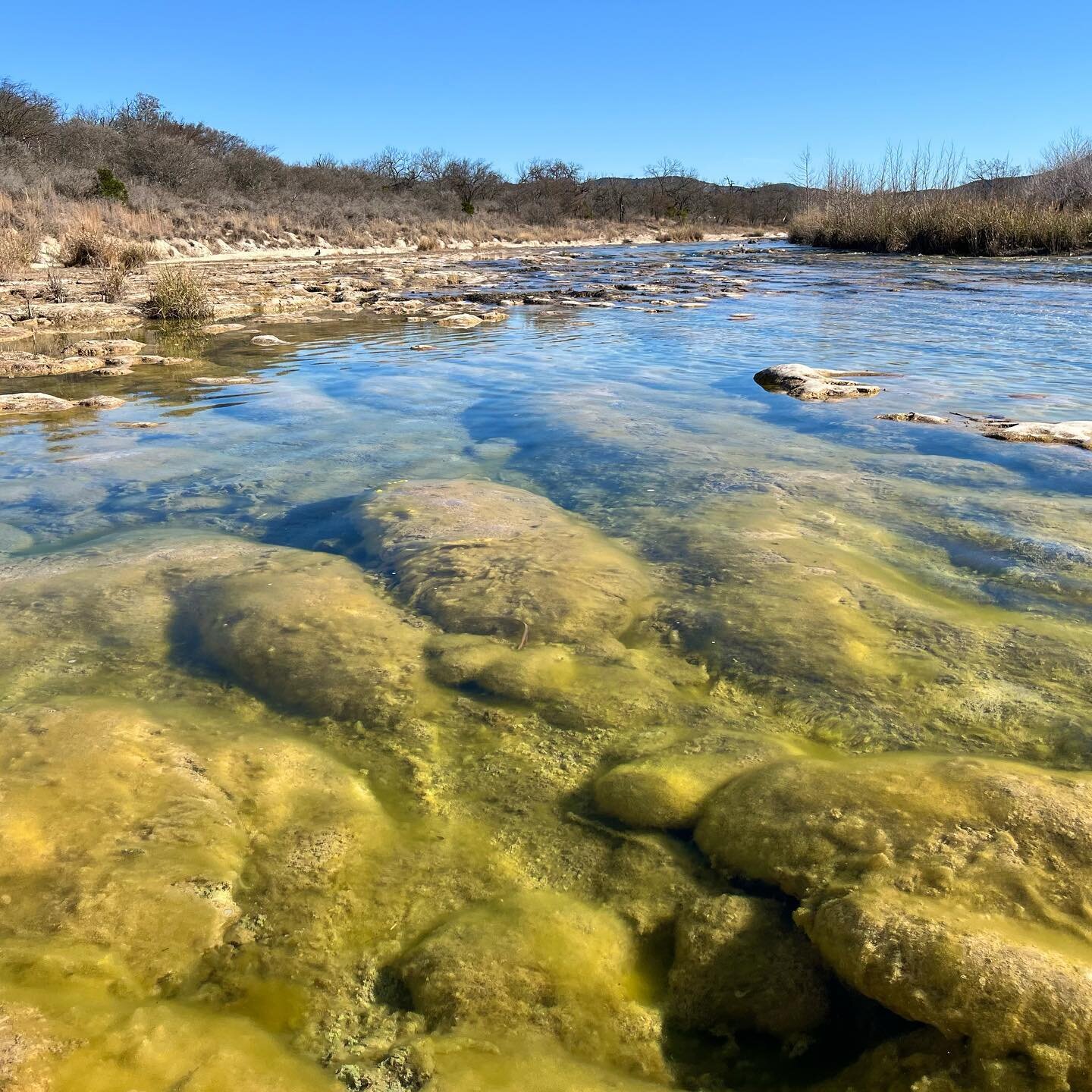 More from the Rio Frio.  Dipping limestone beds covered with algae.