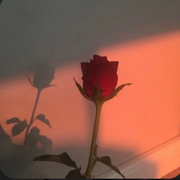 Initiation of the #rose 🌹 
.
.
.
.
#divinefeminine #divinefeminineembodiment #divinefemininerising #divineenergy #divinemasculine #divineguidance #energyhealing #energywork #roseinitiation #roselove #roselife