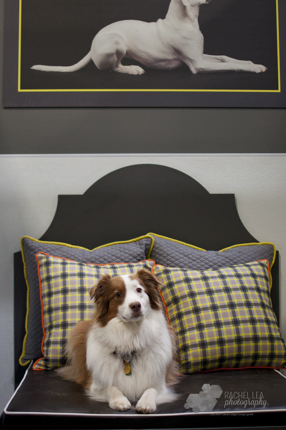 WaggingTails-61.jpg