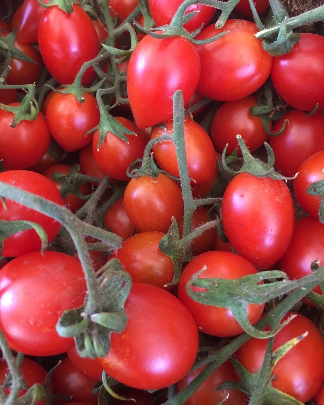 Mini-Romas on the vine! Sweetest of tomatoes! 🍅😋