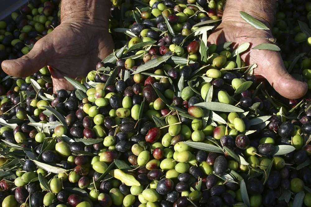 Olive.jpg