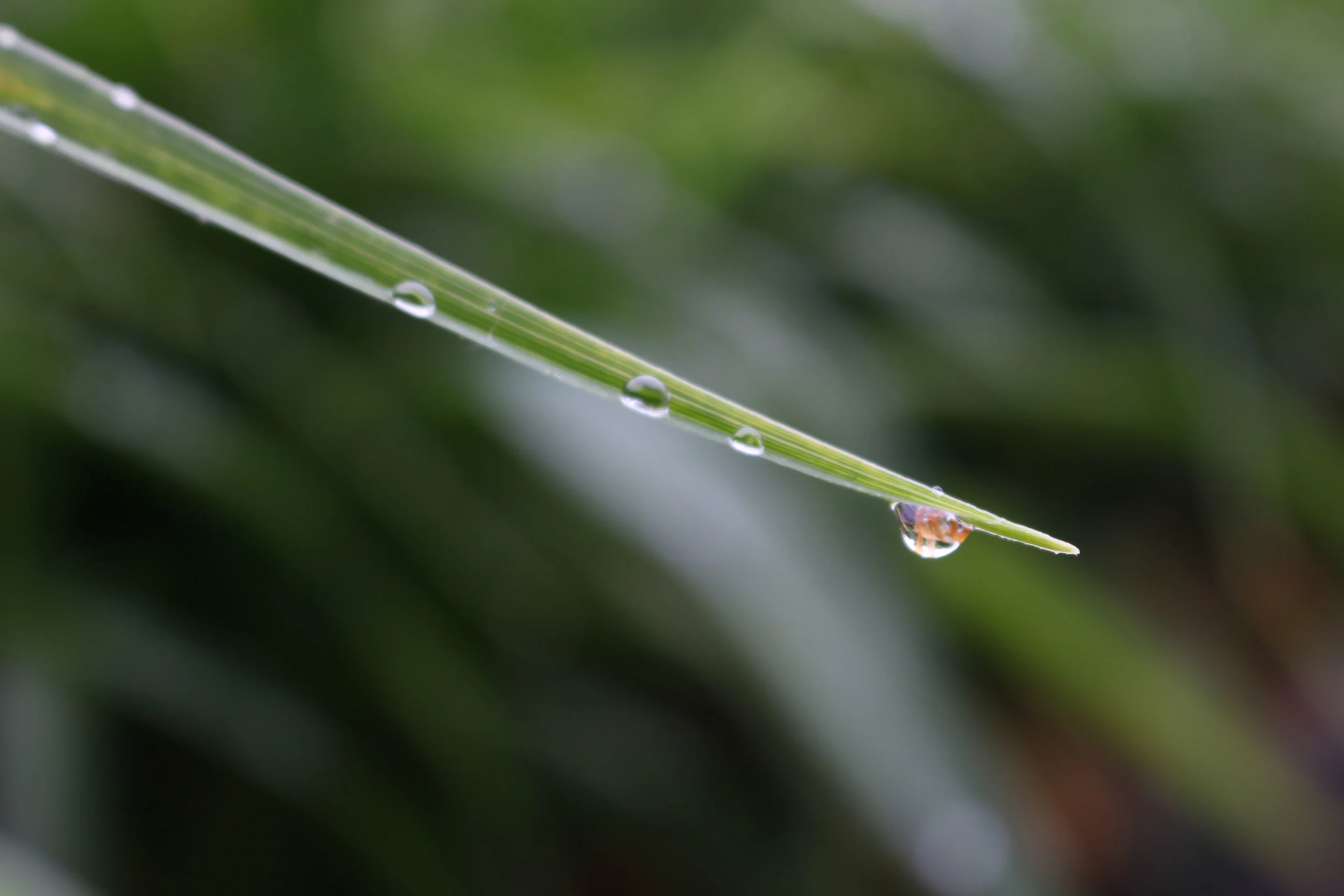 Shallow DoF