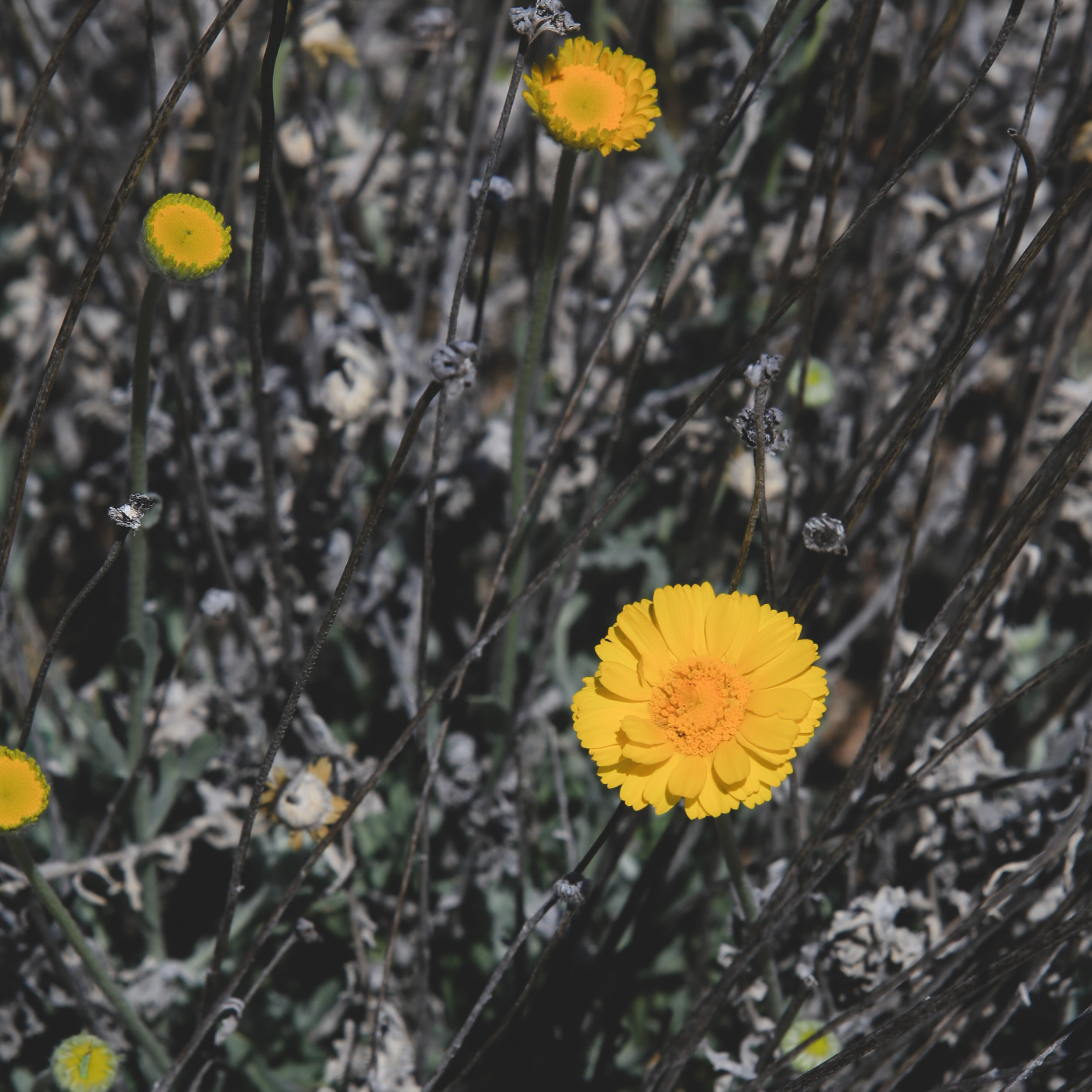 Tuzigoot_Jon_Courville_Photography