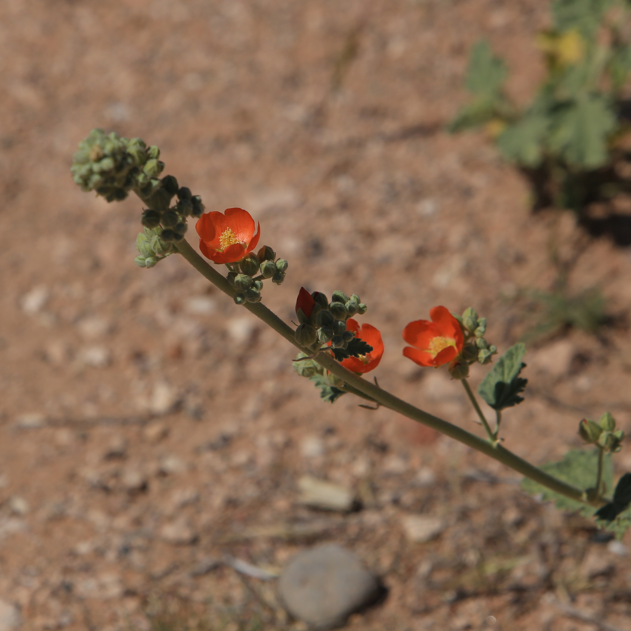 Tuzigoot_Jon_Courville_Photography