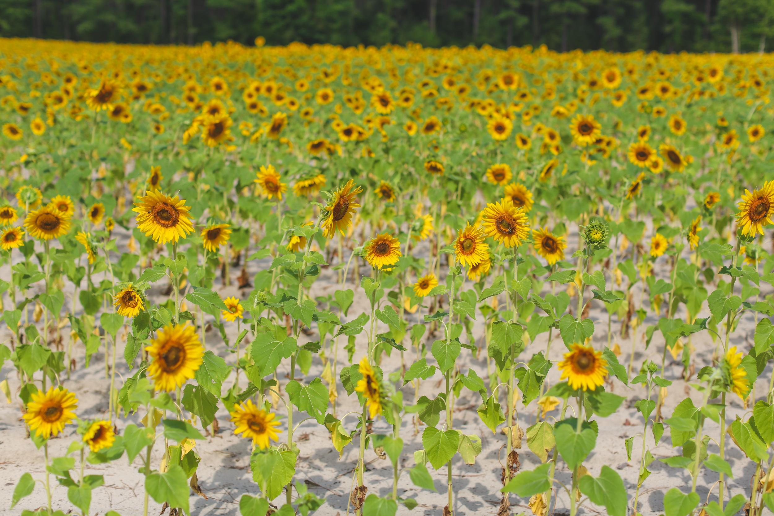 Sunflower Field, Jon Courville Photography