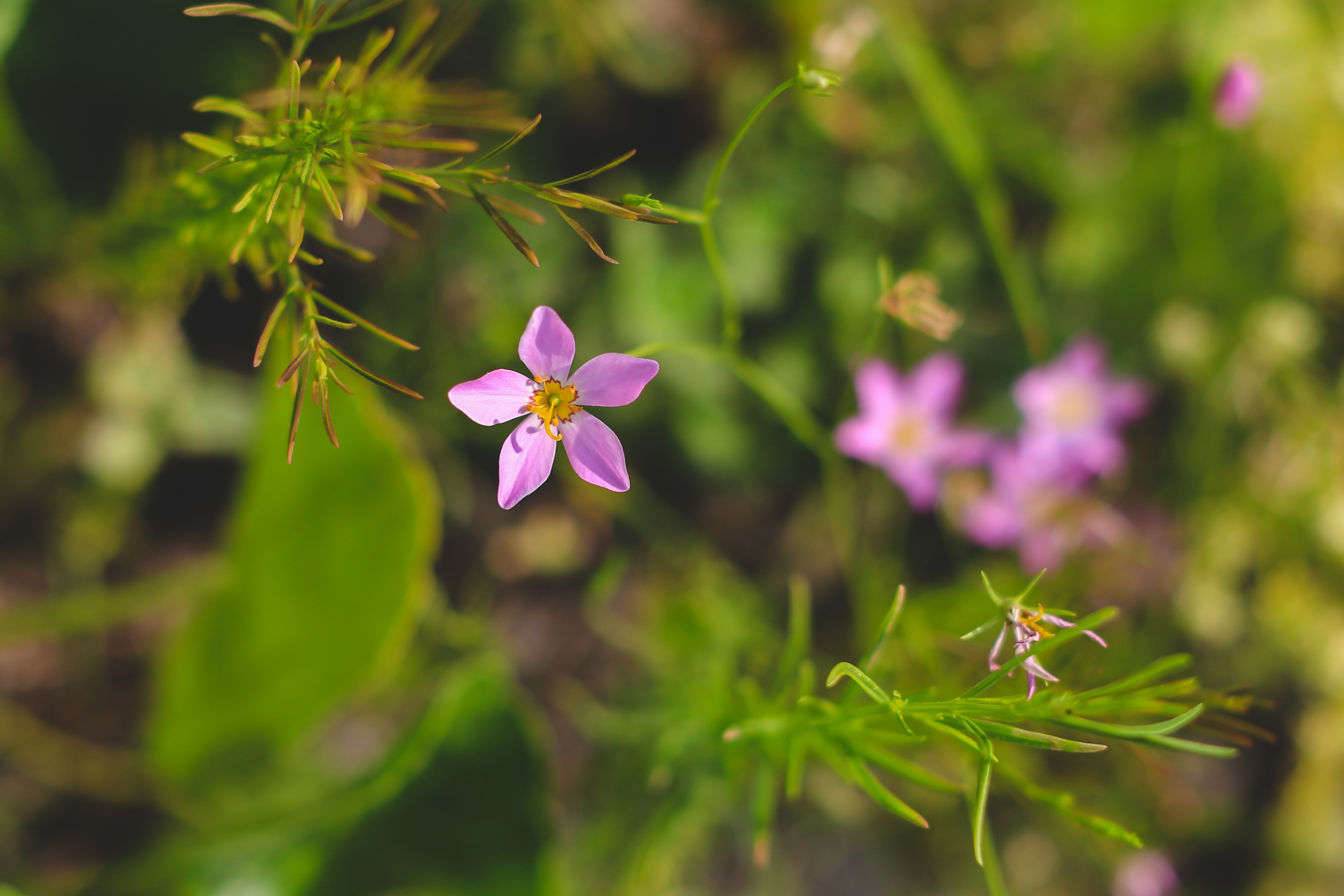 Charleston_JonCourvillePhotography-12.jpg