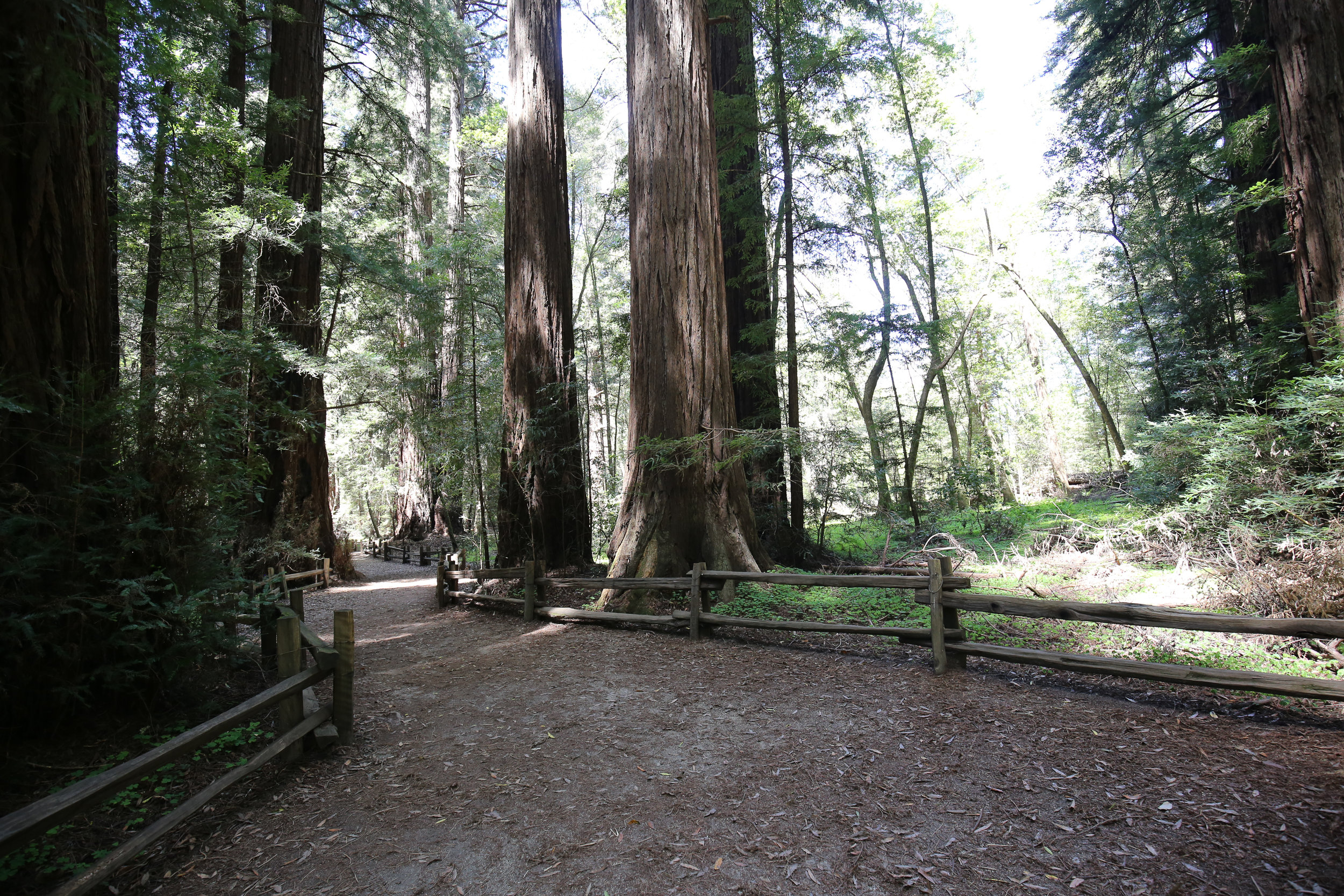 redwoods_JCP-9.jpg