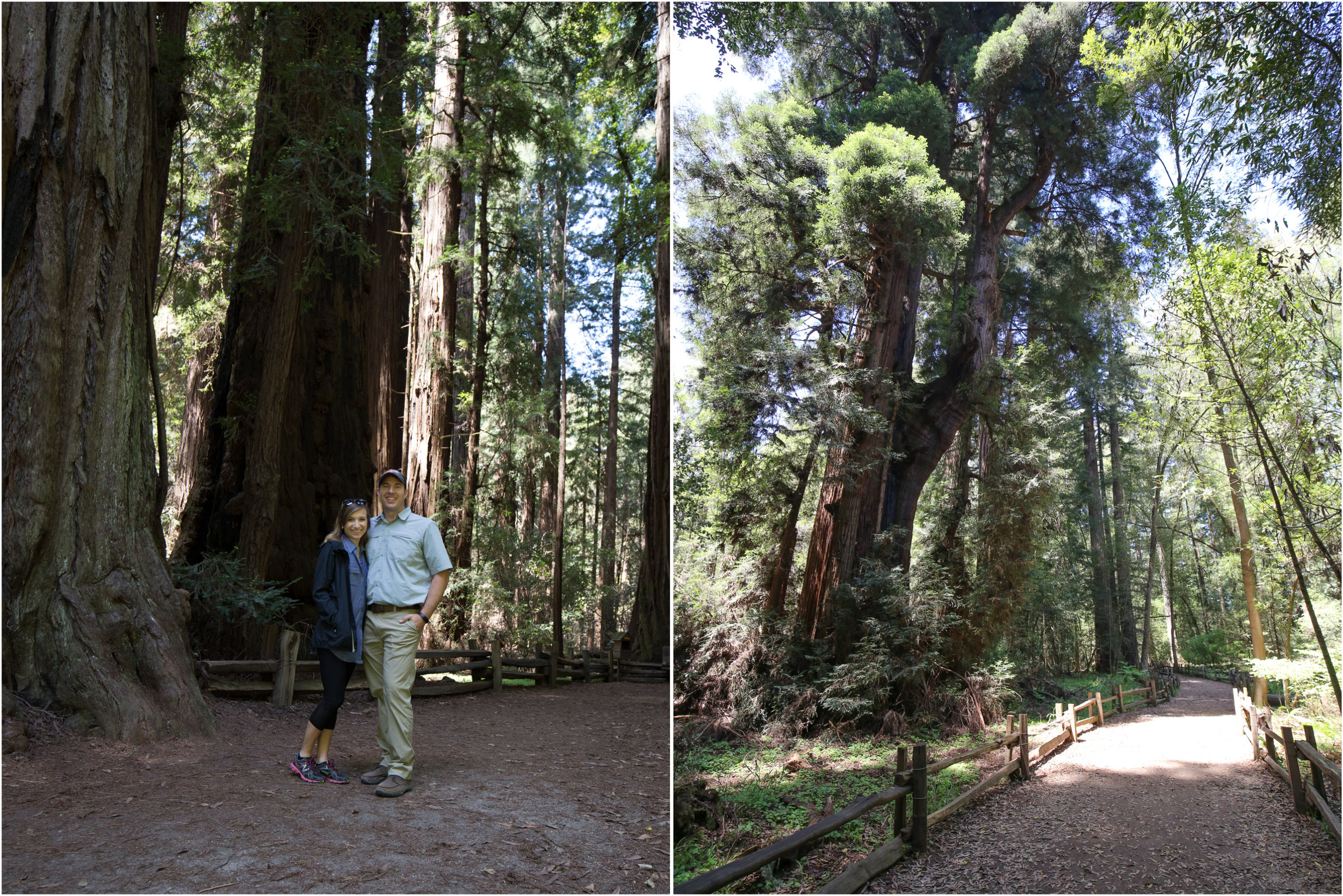 Henry Cowell Redwoods State Park