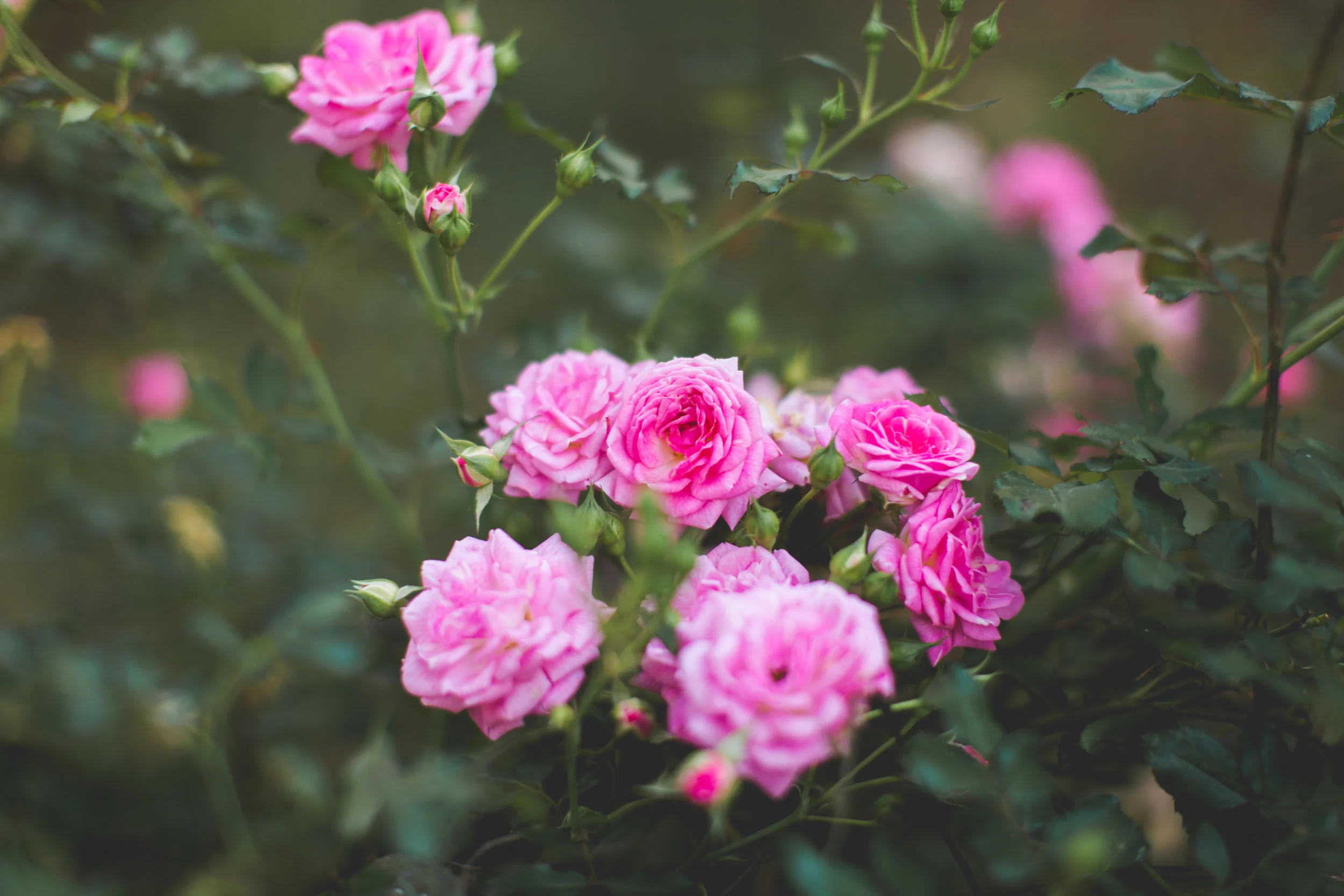 Morning Glory Farm Weddings and Events