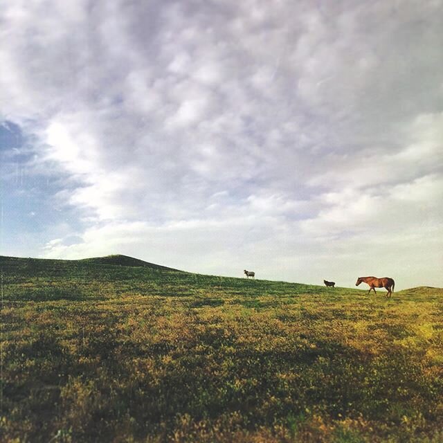 Nebraska Sandhills - iPhone 8 - Apps: @mextures @lightroom @vsco - #mextures #nebraskasandhills #roaminghorses