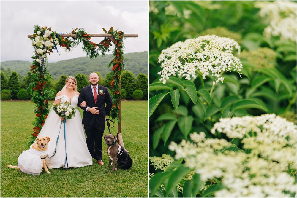 wedding portraits with dogs