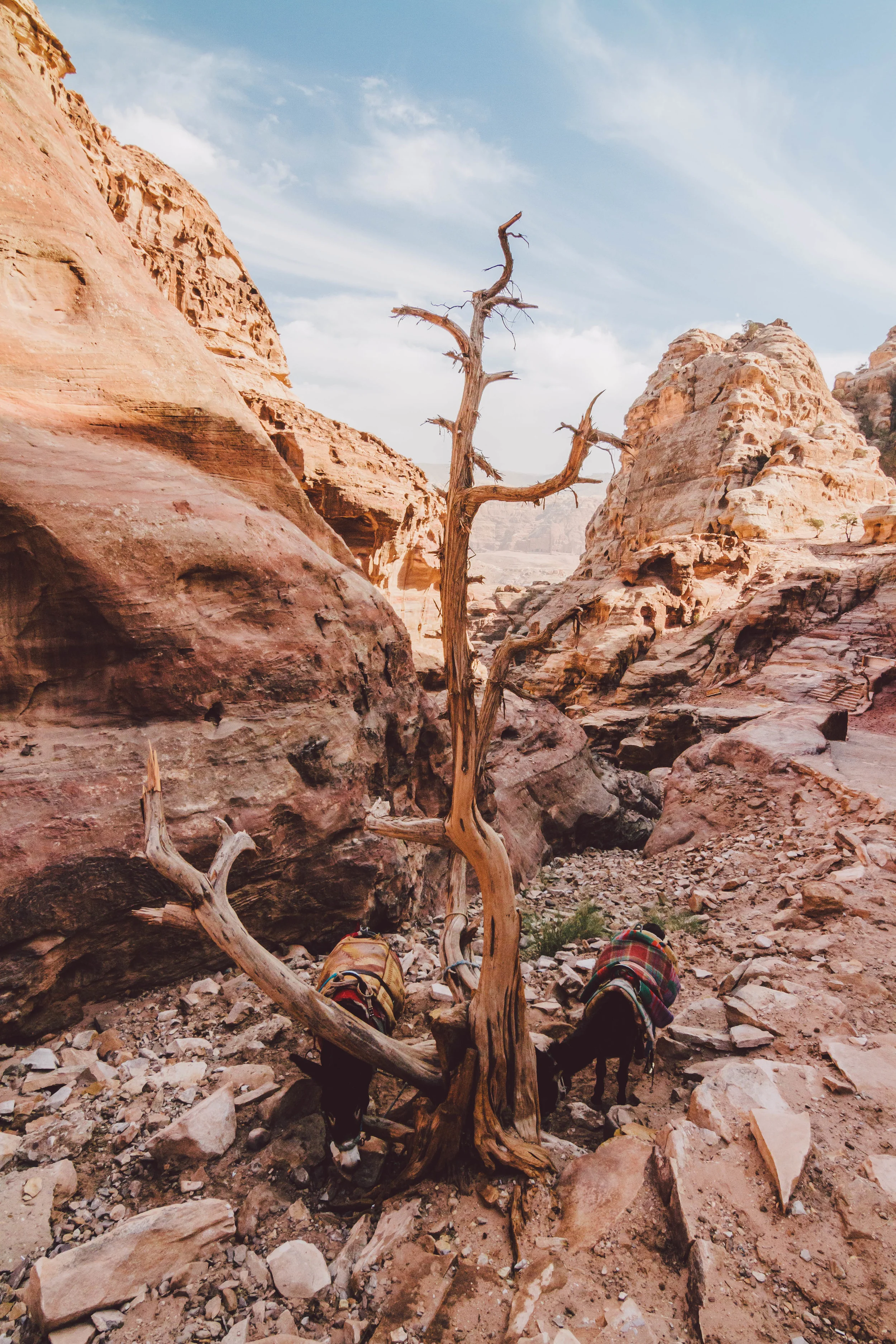 Petra - Jordan