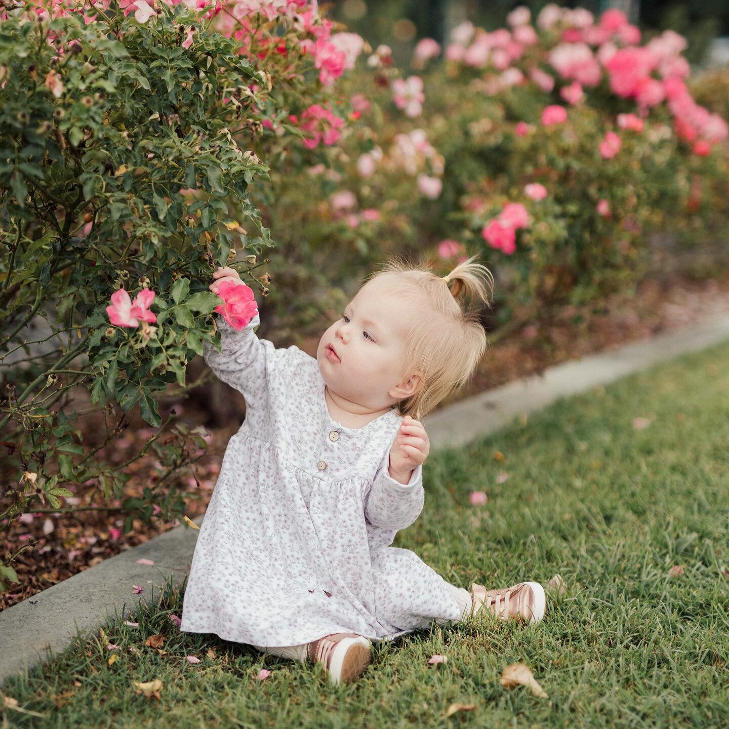 Picks roses 🌹 then eats the petals, thank goodness they&rsquo;re edible