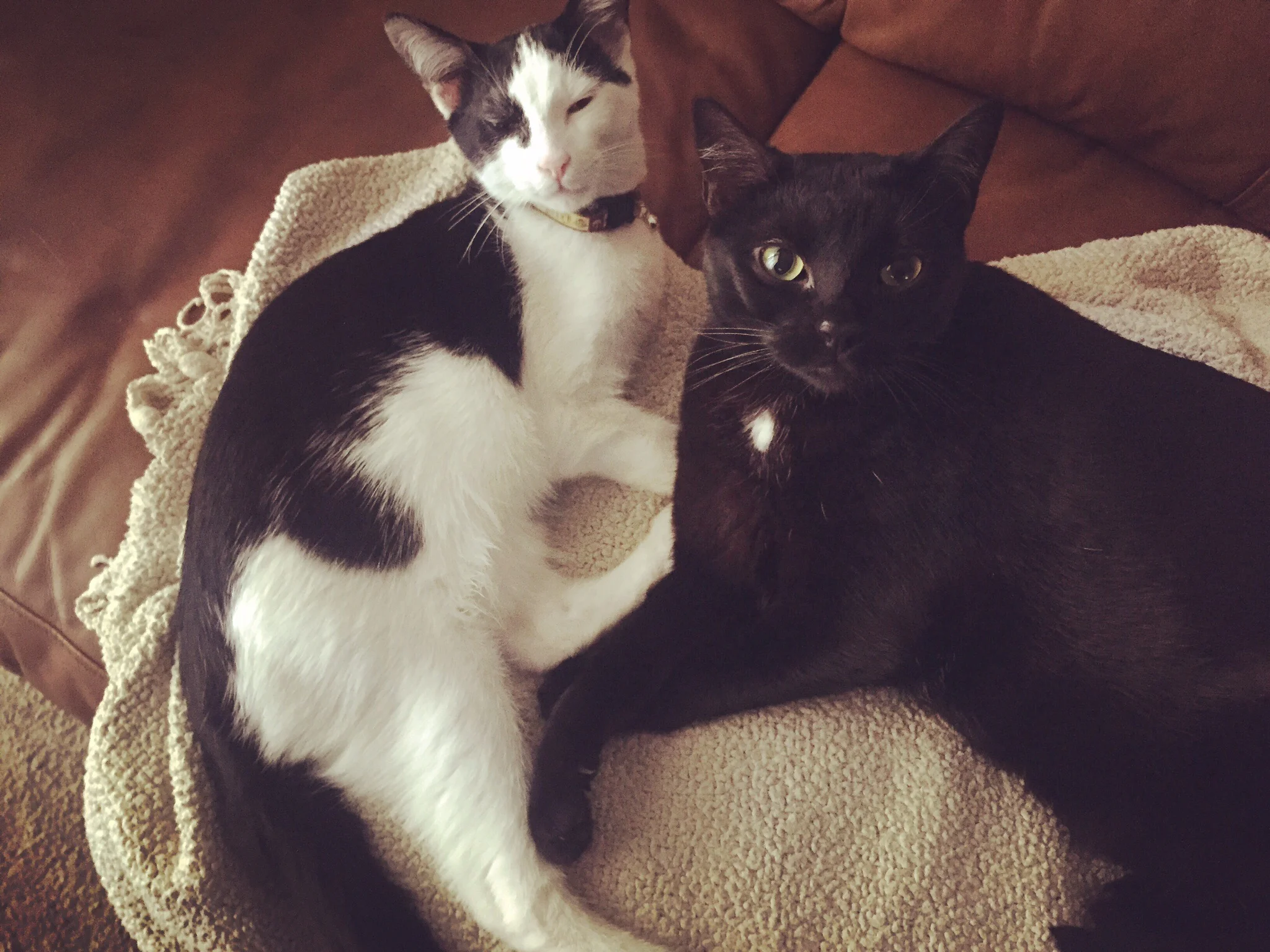 When Gus and Daisy May aren't fighting they're cuddle buddies. 