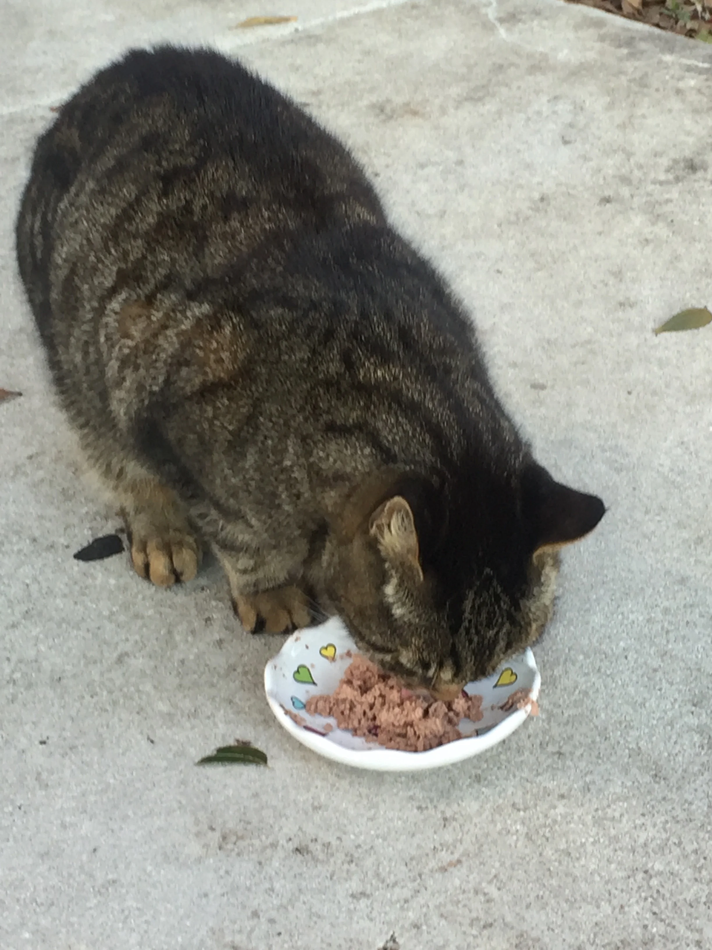 Milo is a stray cat in my community I feed a couple days a week. He eats and then leaves. Sometimes we play or he just cuddles with me until he gets tired of me. 