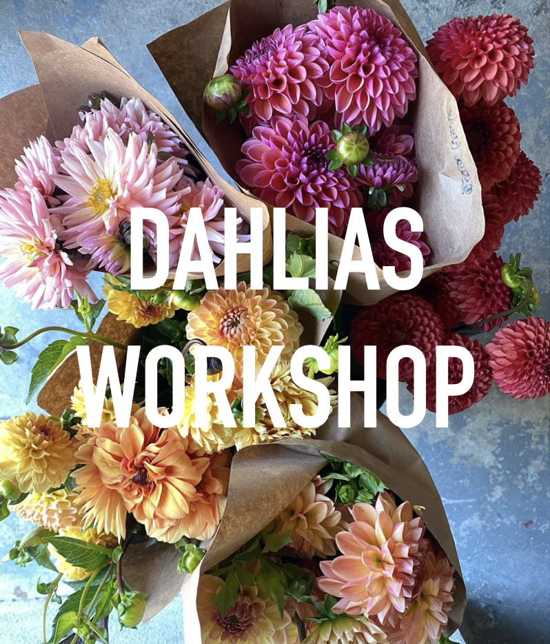 CELEBRATING DAHLIAS WORKSHOP