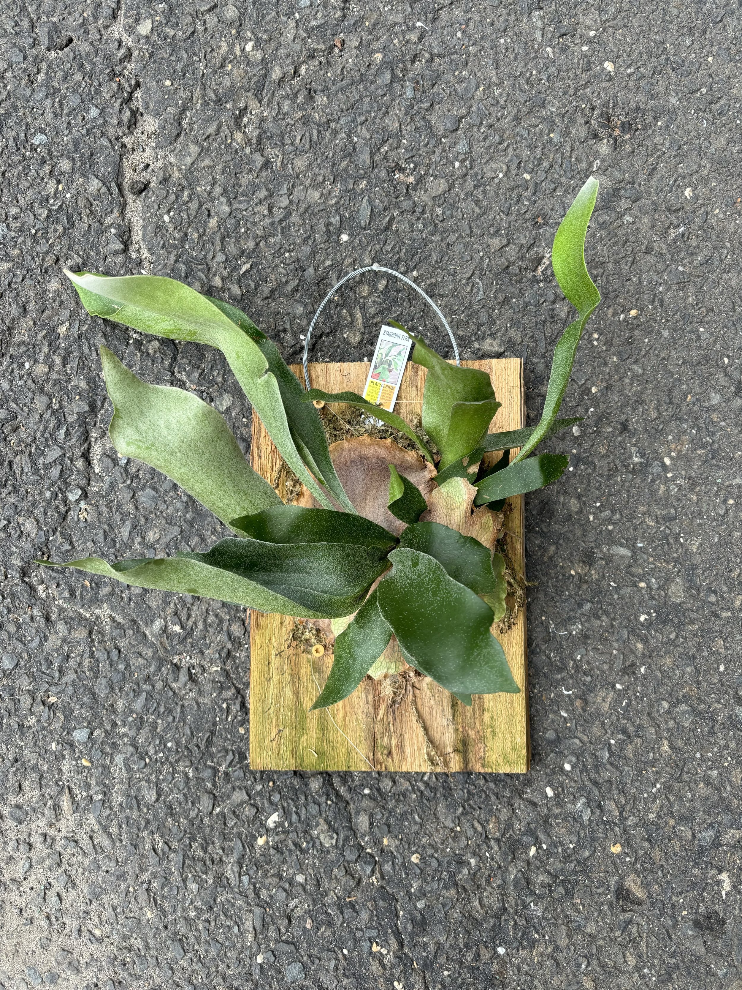 Staghorn Fern 1.jpg