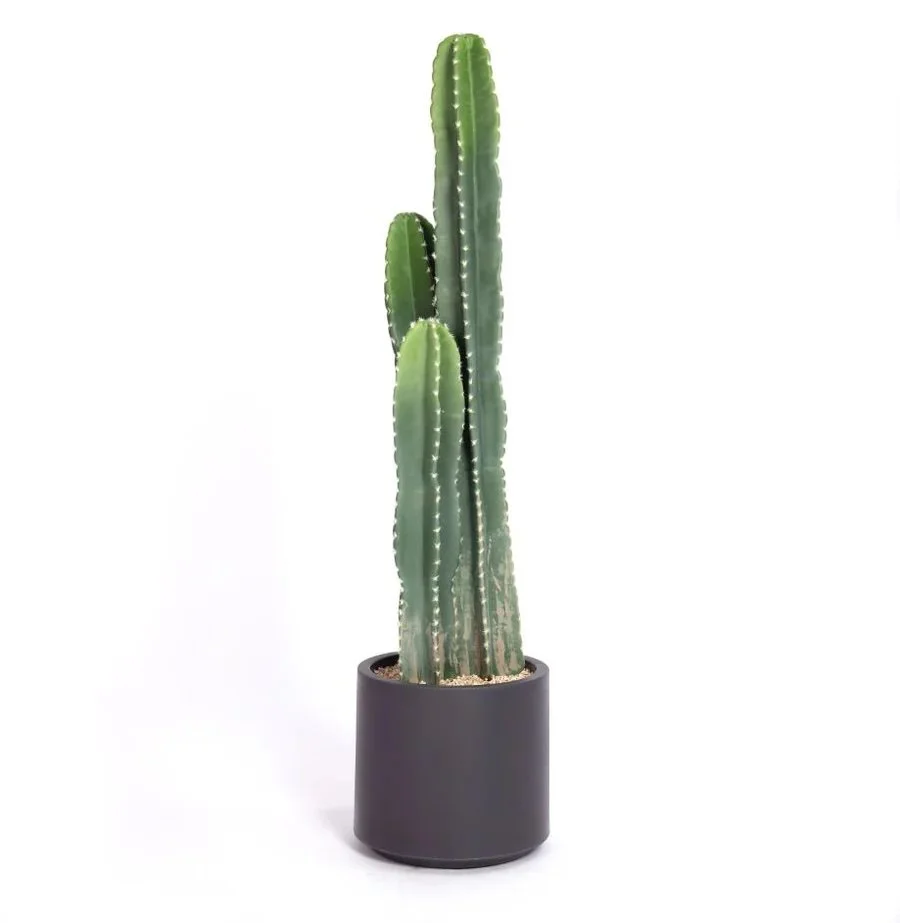 Cacti plants.jpeg