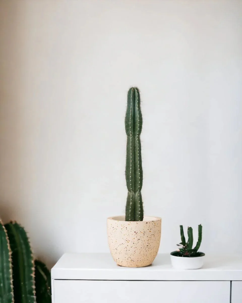 San pedro cactus.jpg