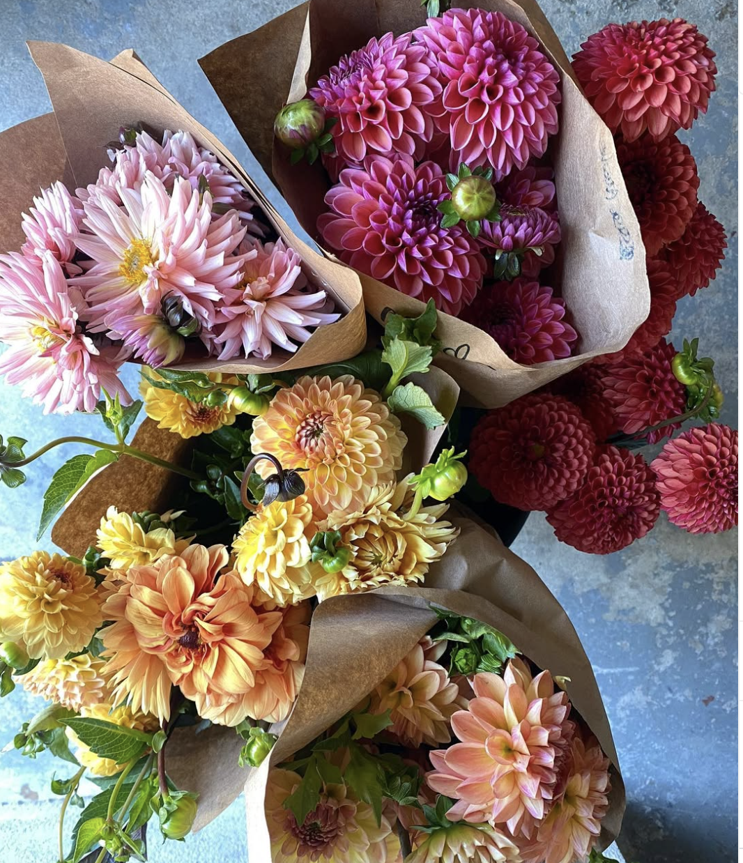 Dahlia workshop.png