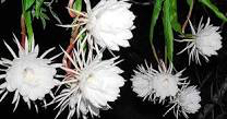 Brahma Kamal growing this year