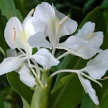 Soantakka in Amisha's garden