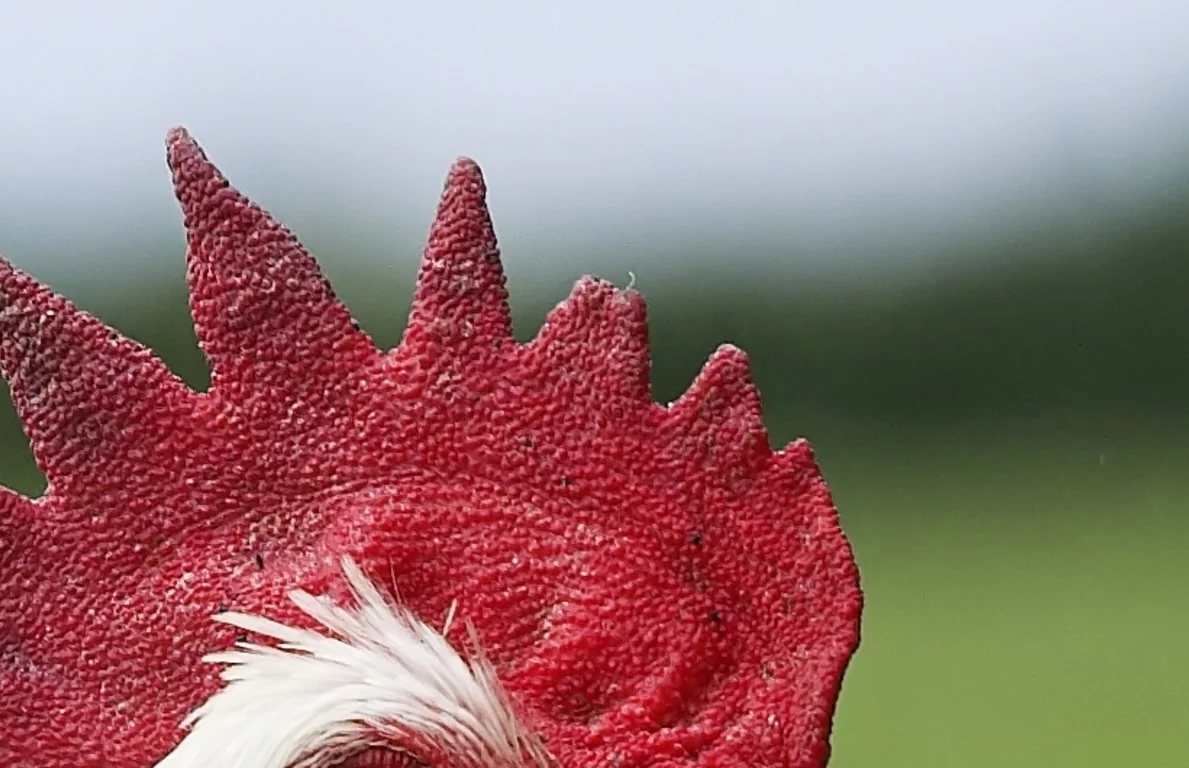 rooster2.jpg
