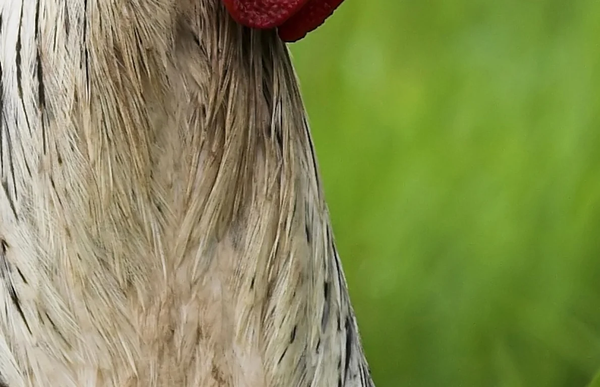 rooster6.jpg