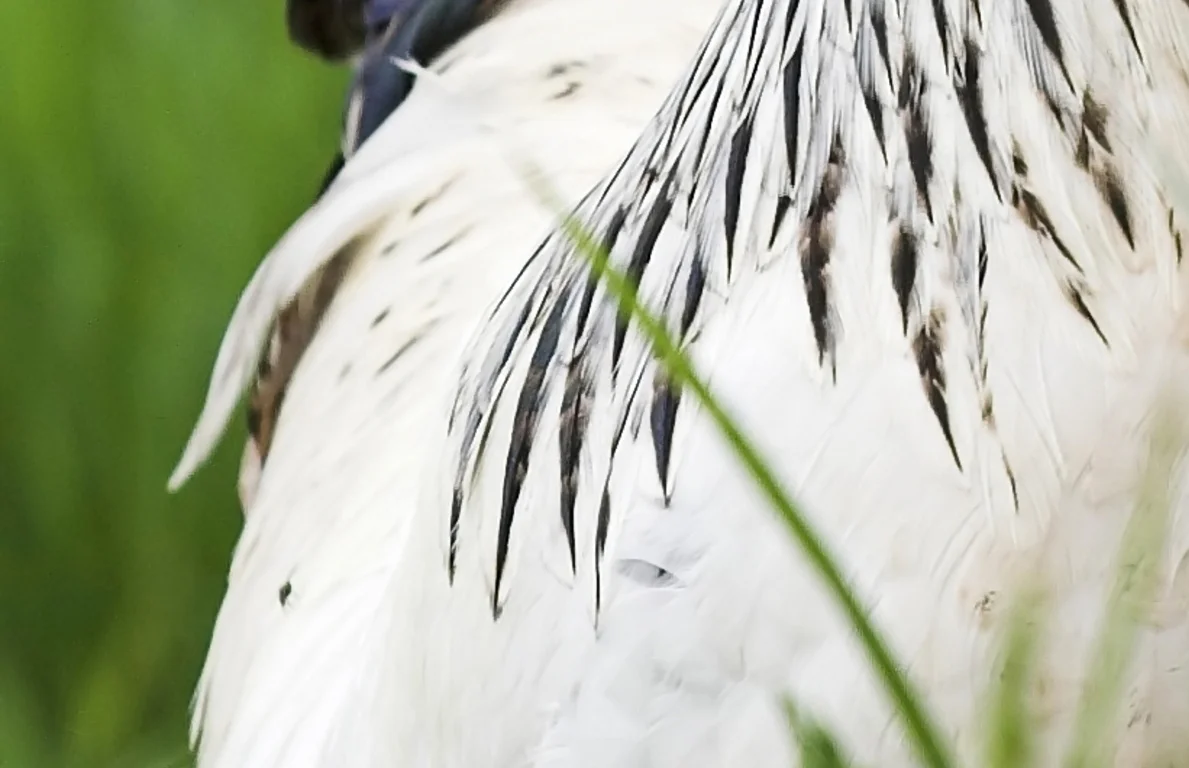 rooster7.jpg